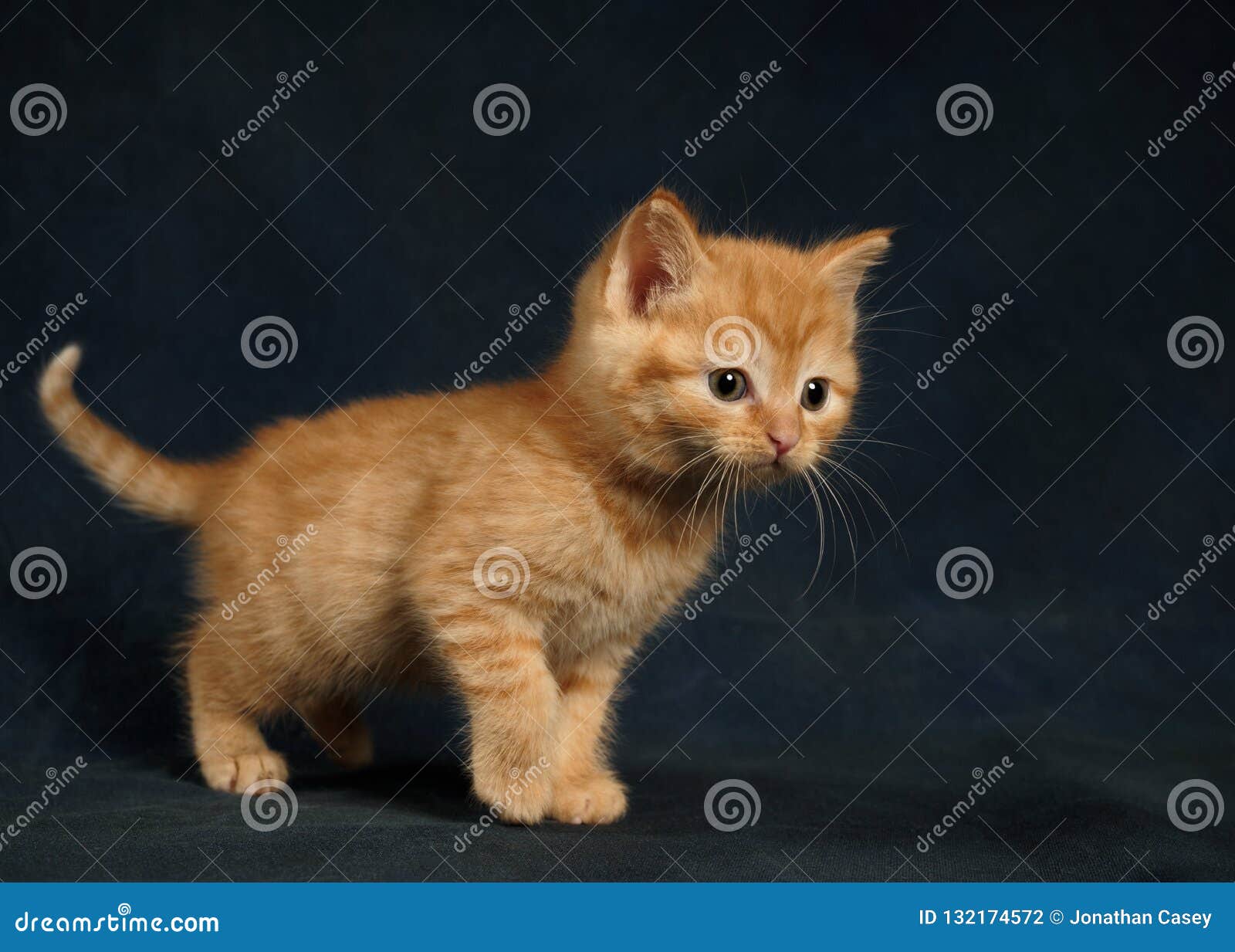 Kitten_Ginger