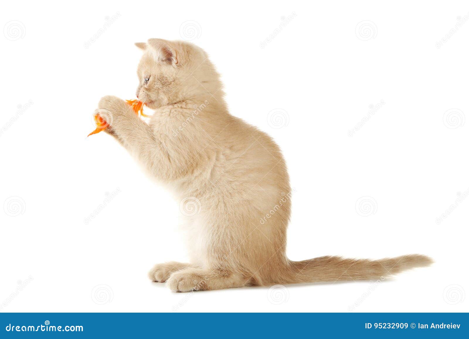 Ginger kitten stock image. Image of breed, small, creature 95232909
