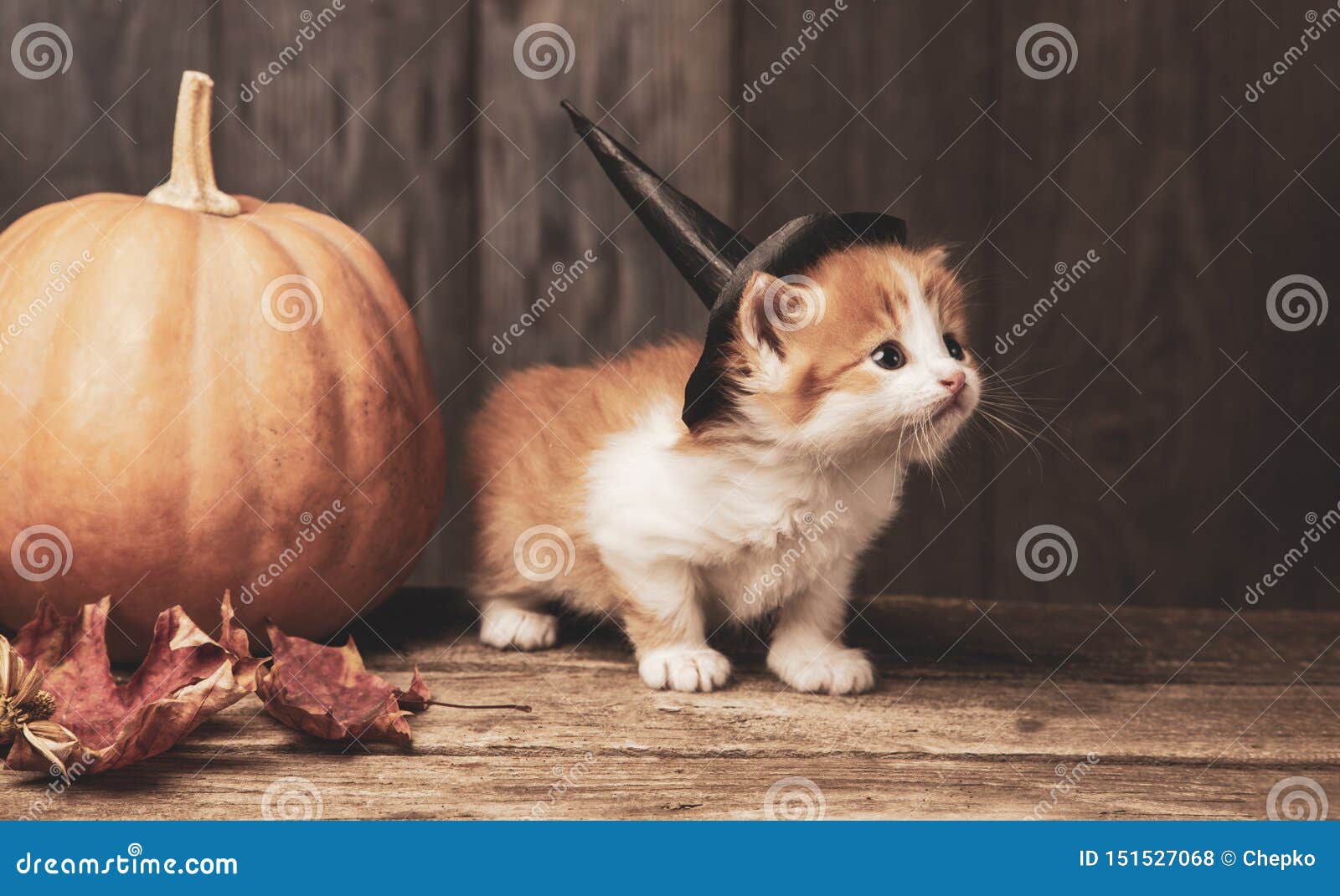 Ginger Kitten and Halloween Pumpkin Jack-o-lantern on Black Wood Background  Stock Photo - Image of animal, orange: 151527068