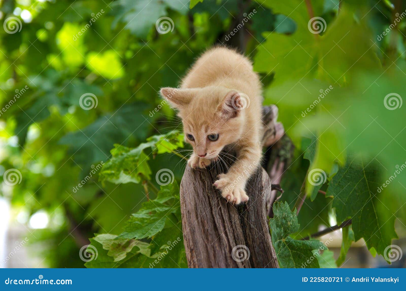 ginger kitten on the hunt. frisky kitty climbs trees. playful cat hunter. kitten is exploring a new world for him. delight