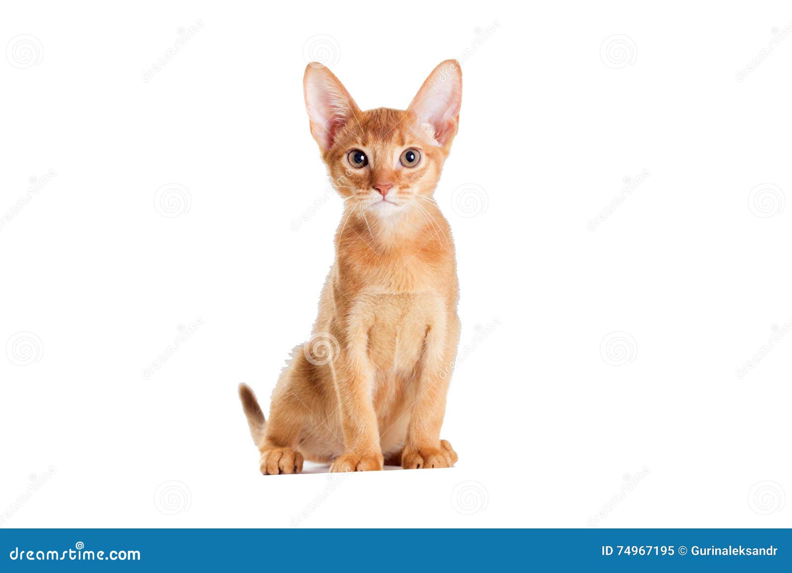 Ginger kitten looking stock image. Image of mammal, cute 74967195