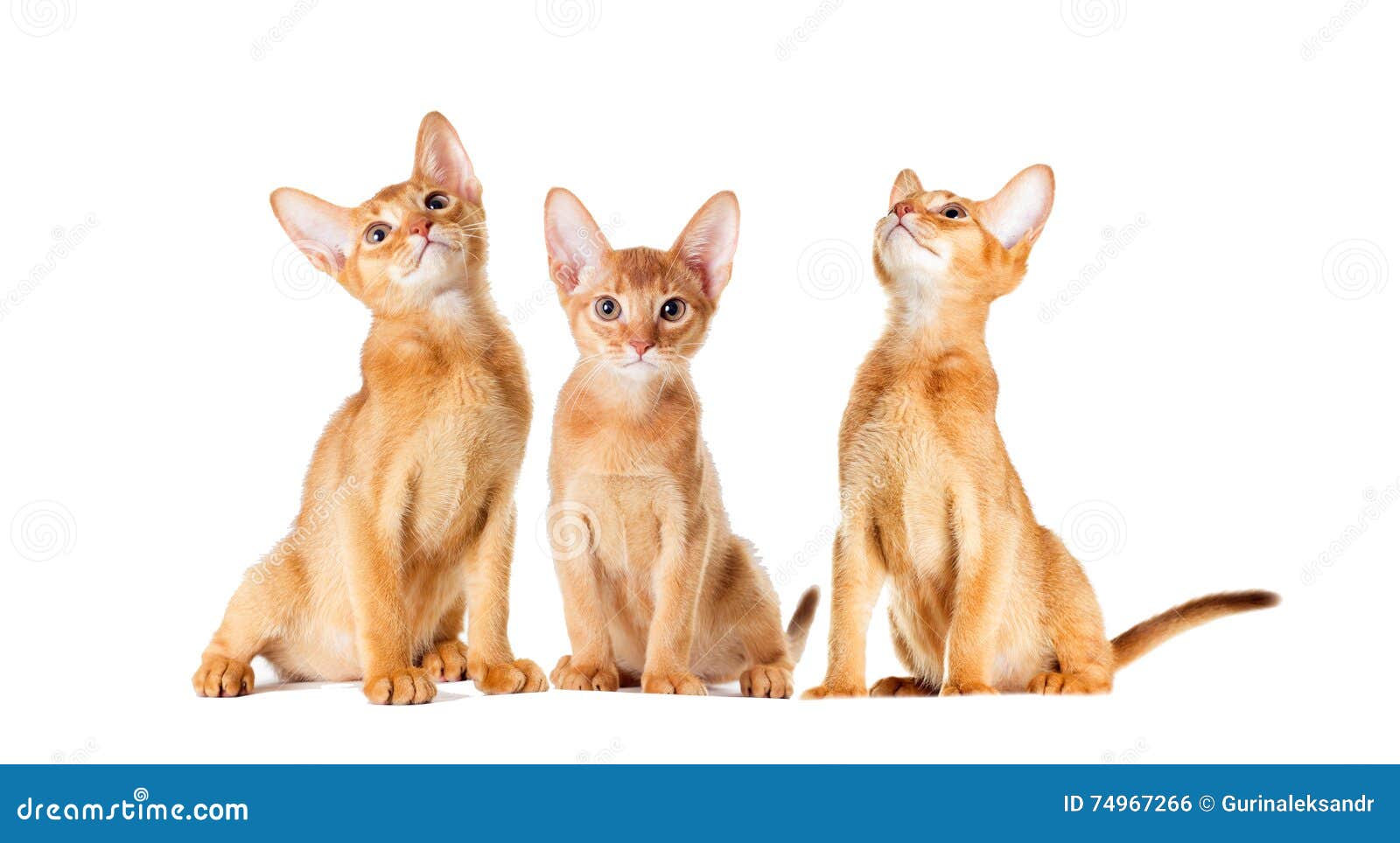 Ginger kitten looking stock photo. Image of isolated 74967266