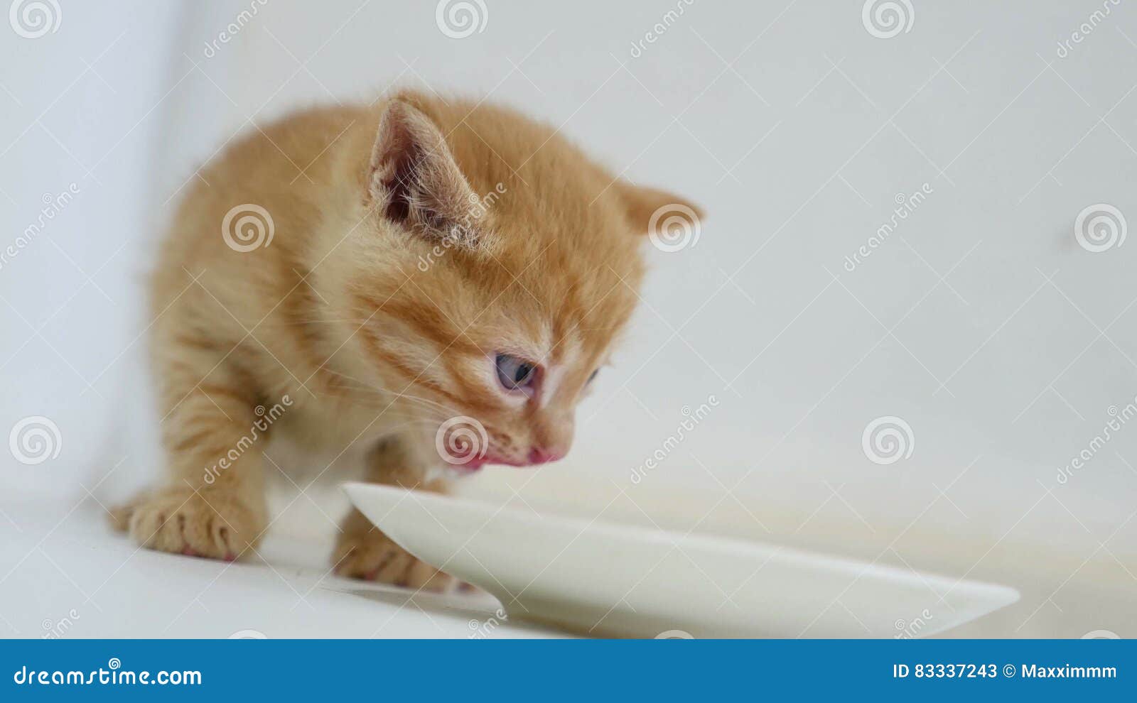 Ginger Kitten Video Drinking Milk from a Saucer Stock Image Image of
