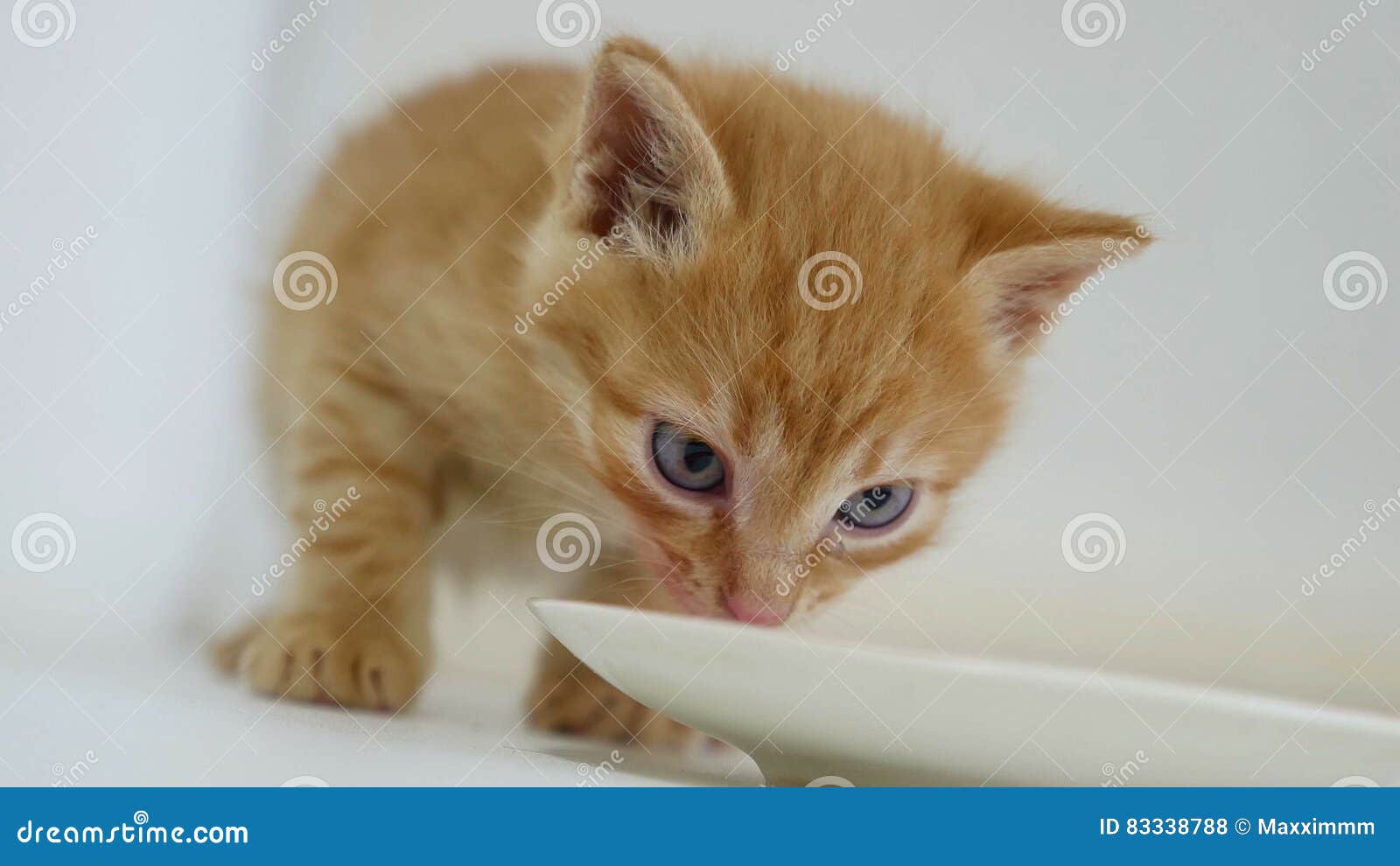 Ginger Kitten Video Drinking Milk from a Saucer Stock Photo Image of
