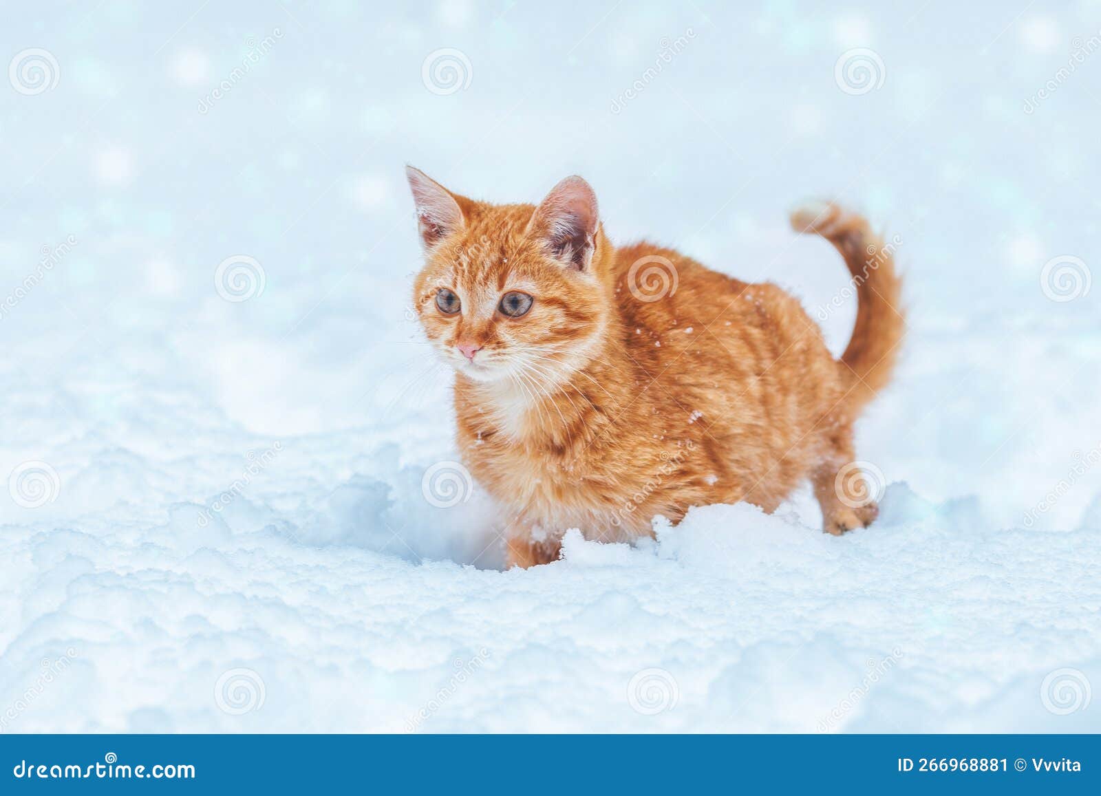 Kitten Walks in the Snow in Winter Stock Image Image of kitty, kitten