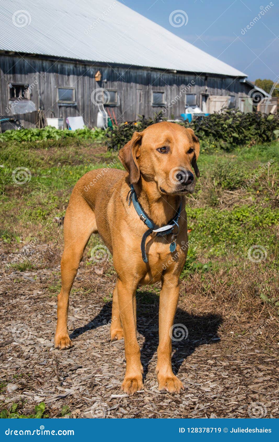 ginger labrador brack dog