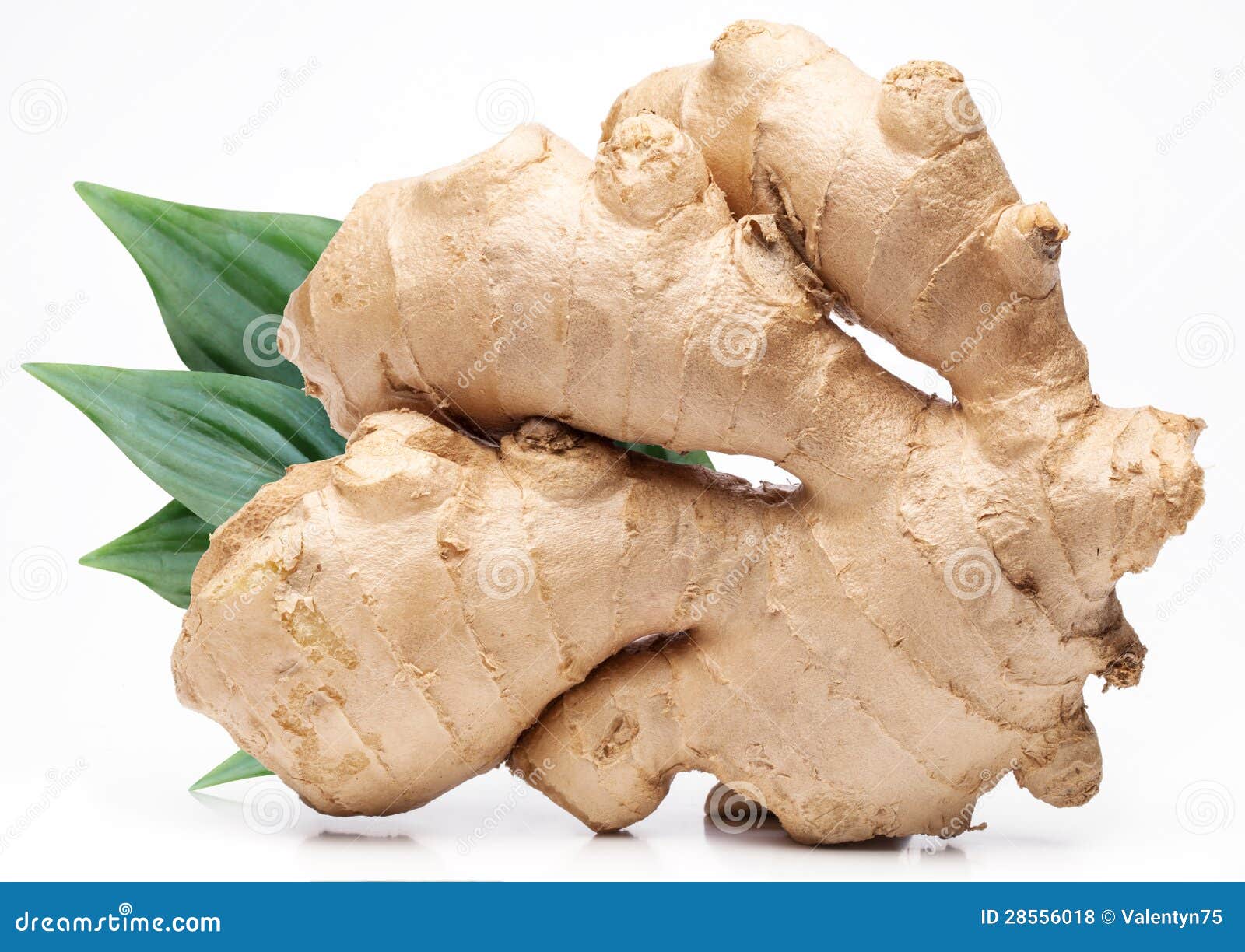 Ginger with leaves. stock photo. Image of spice, ingredient 28556018