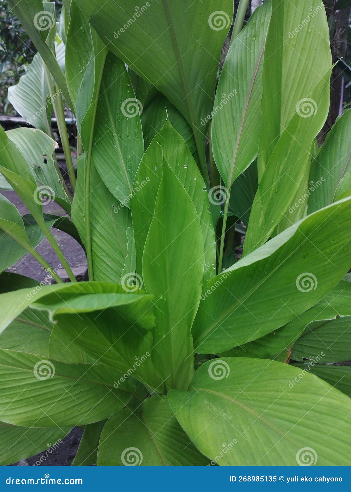 Ginger leaves stock image. Image of green, natural, ginger 268985135
