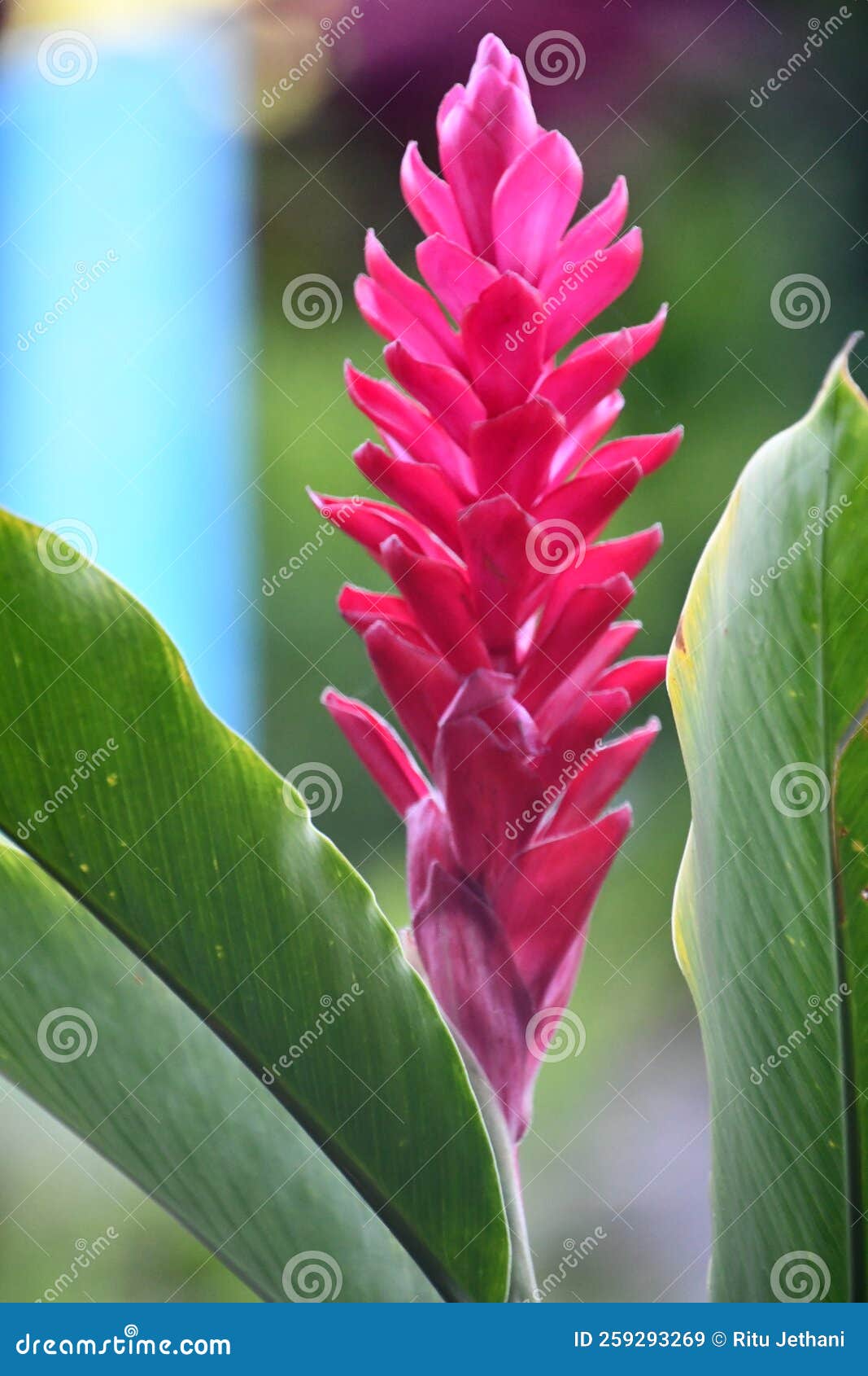 Ginger Lily Flower stock image. Image of leaves, floral 259293269