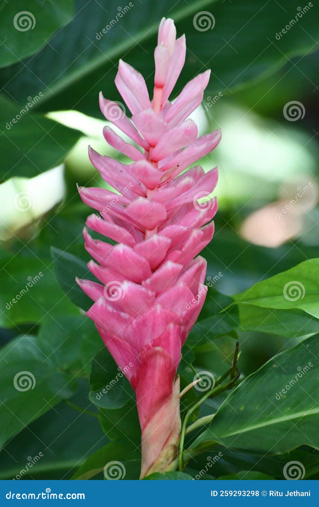 Ginger Lily Flower stock photo. Image of floral, green 259293298