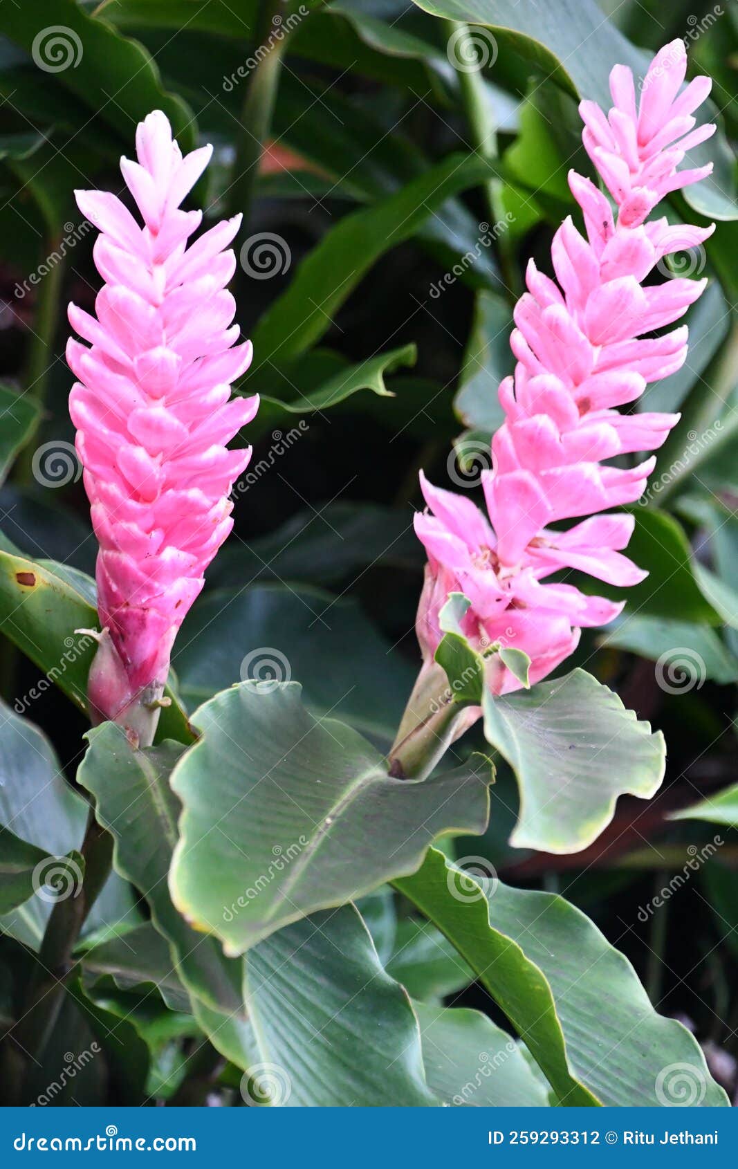 Ginger Lily Flower stock photo. Image of detail, beautiful 259293312