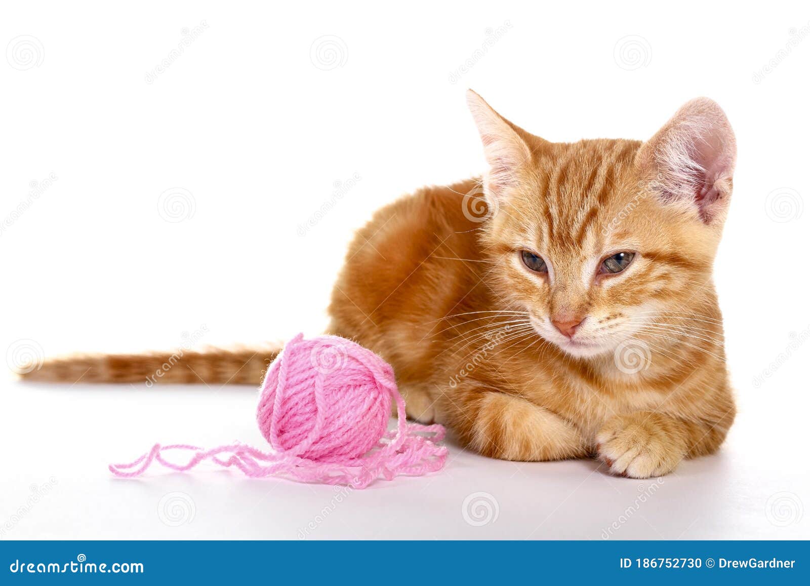 ginger mackerel tabby cat ginger mackerel tabby cat