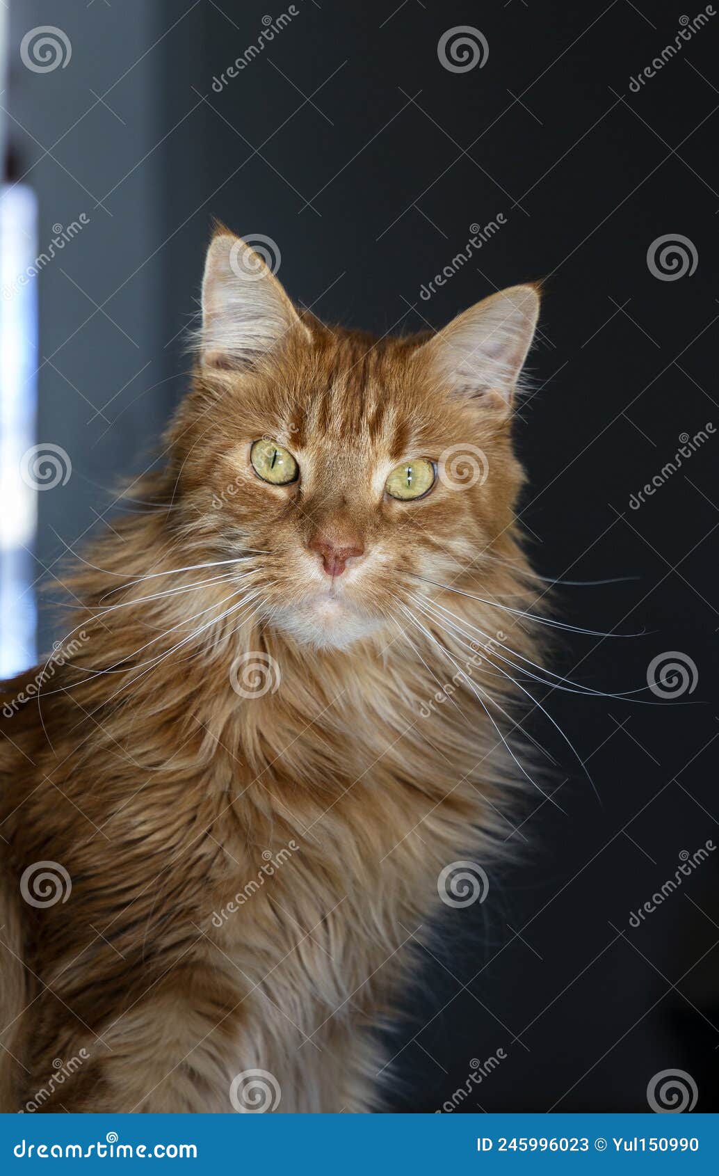 Ginger maine coon cat imagen de archivo. Imagen de ojos - 245996023