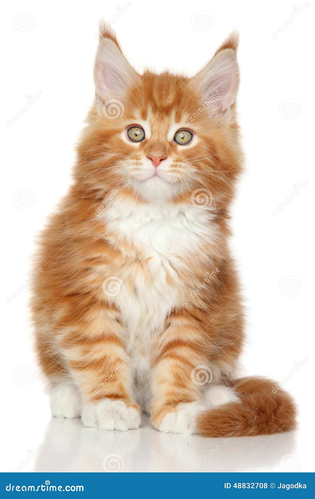 Ginger Maine Coon Kitten on Whit Stock Photo Image of cute, baby