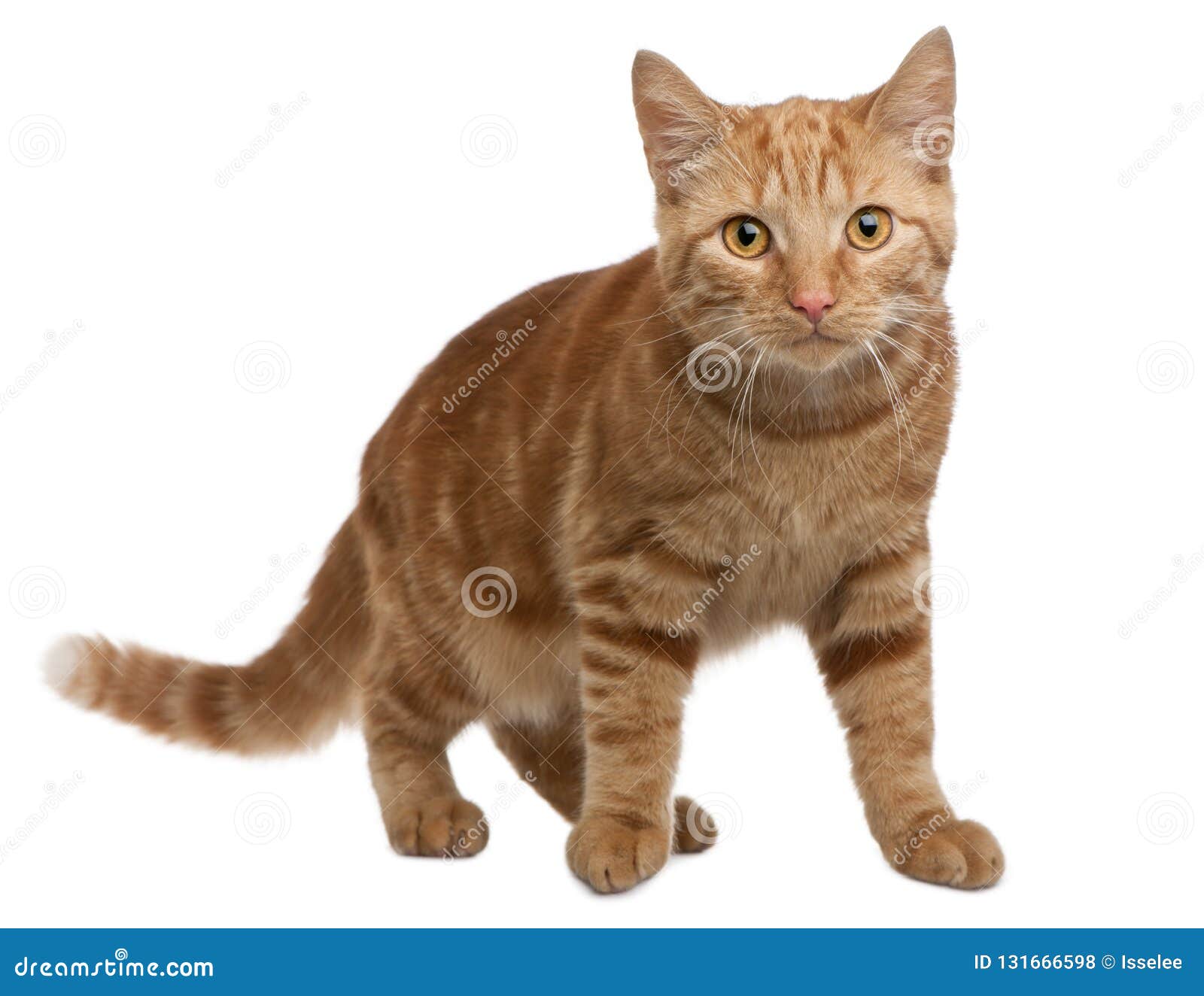 Big Ginger Cat Breed Scottish Fold RoyaltyFree Stock Photography