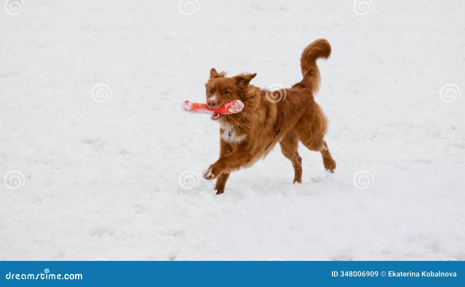 ginger nova scotia duck tolling retriever - toller actively running and playing with orange toy in the snow. a happy dog