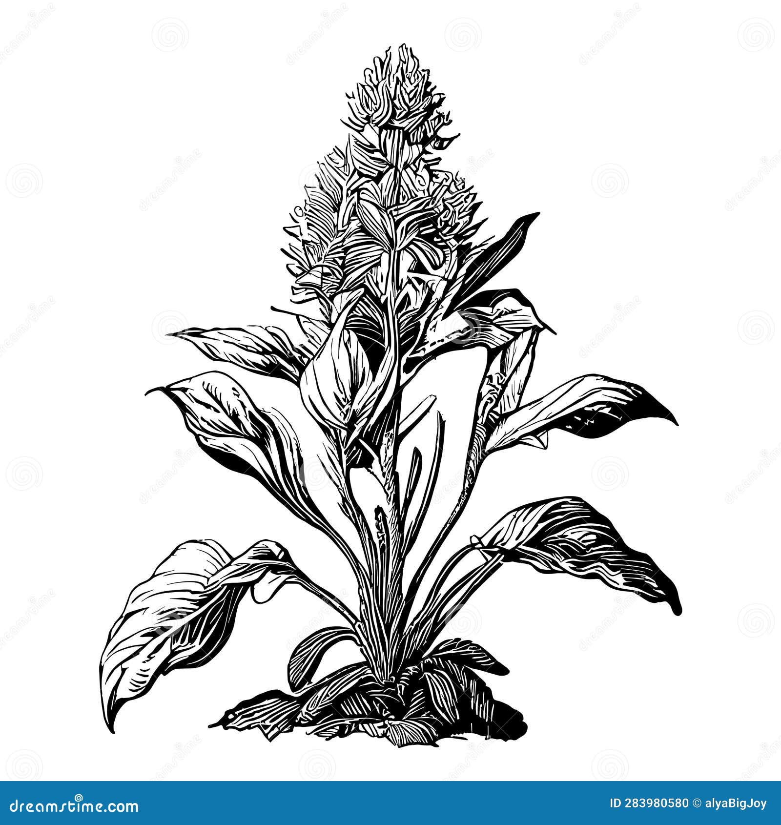 Ginger Plant Sketch Hand Drawn Sketch Vector Illustration Stock