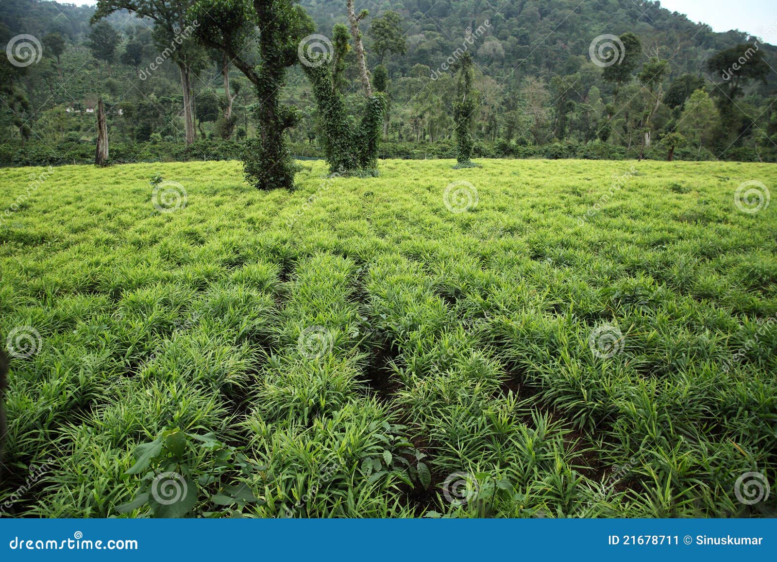 Ginger Plantation RoyaltyFree Stock Photography