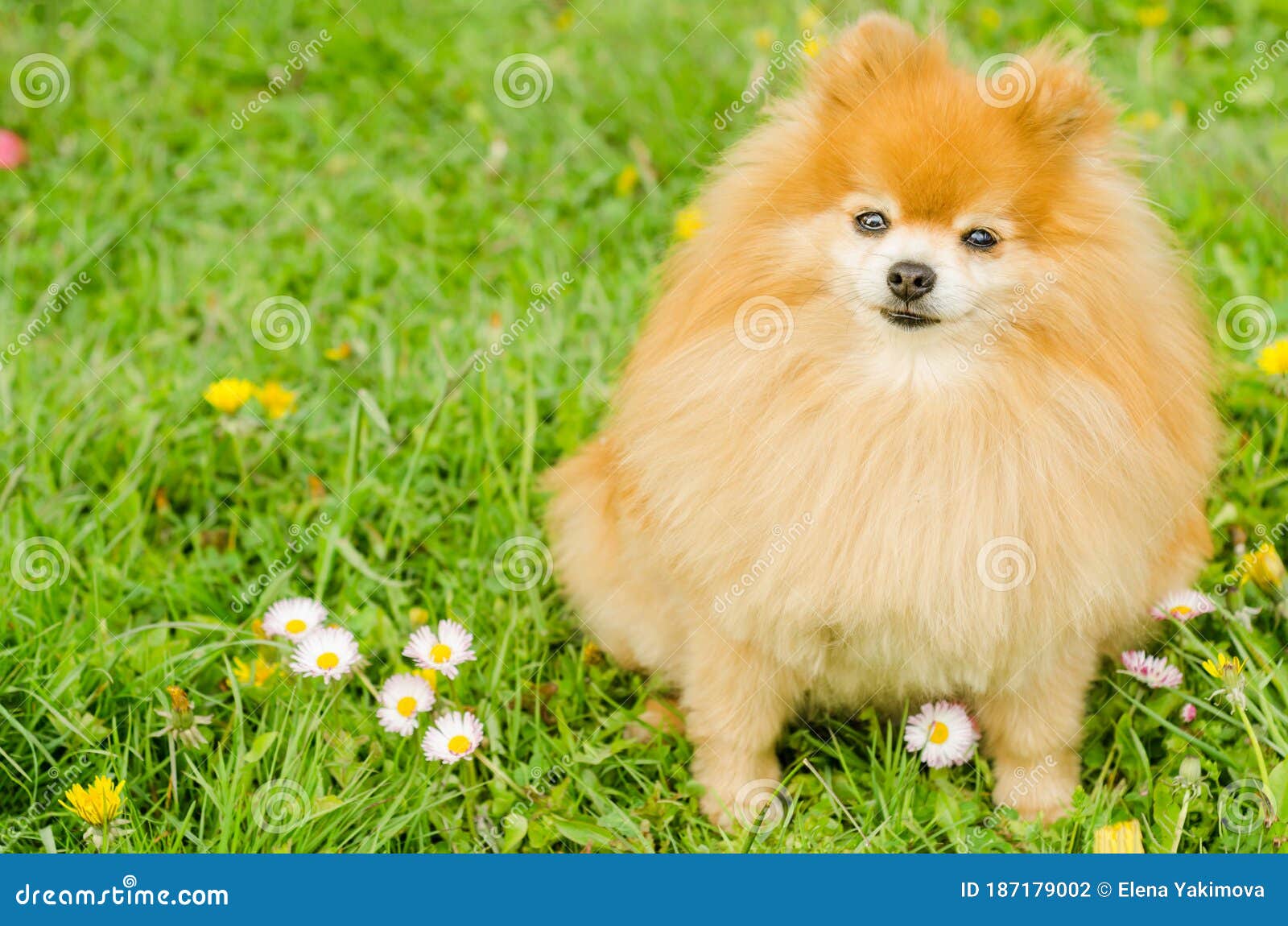 ginger pomeranian puppy