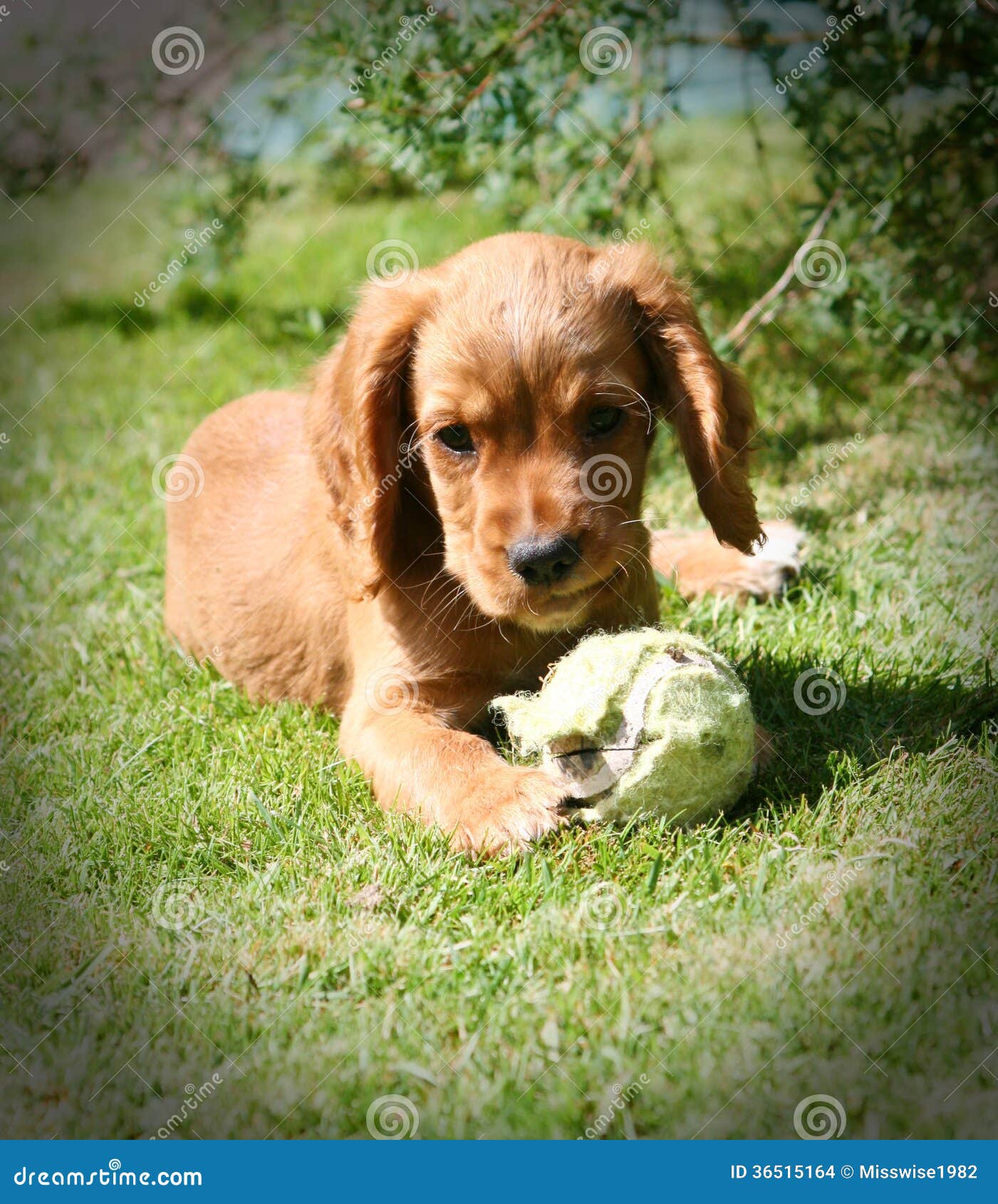 Ginger Puppy arkivfoto. Bild av papp, spaniel, ingefära 36515164