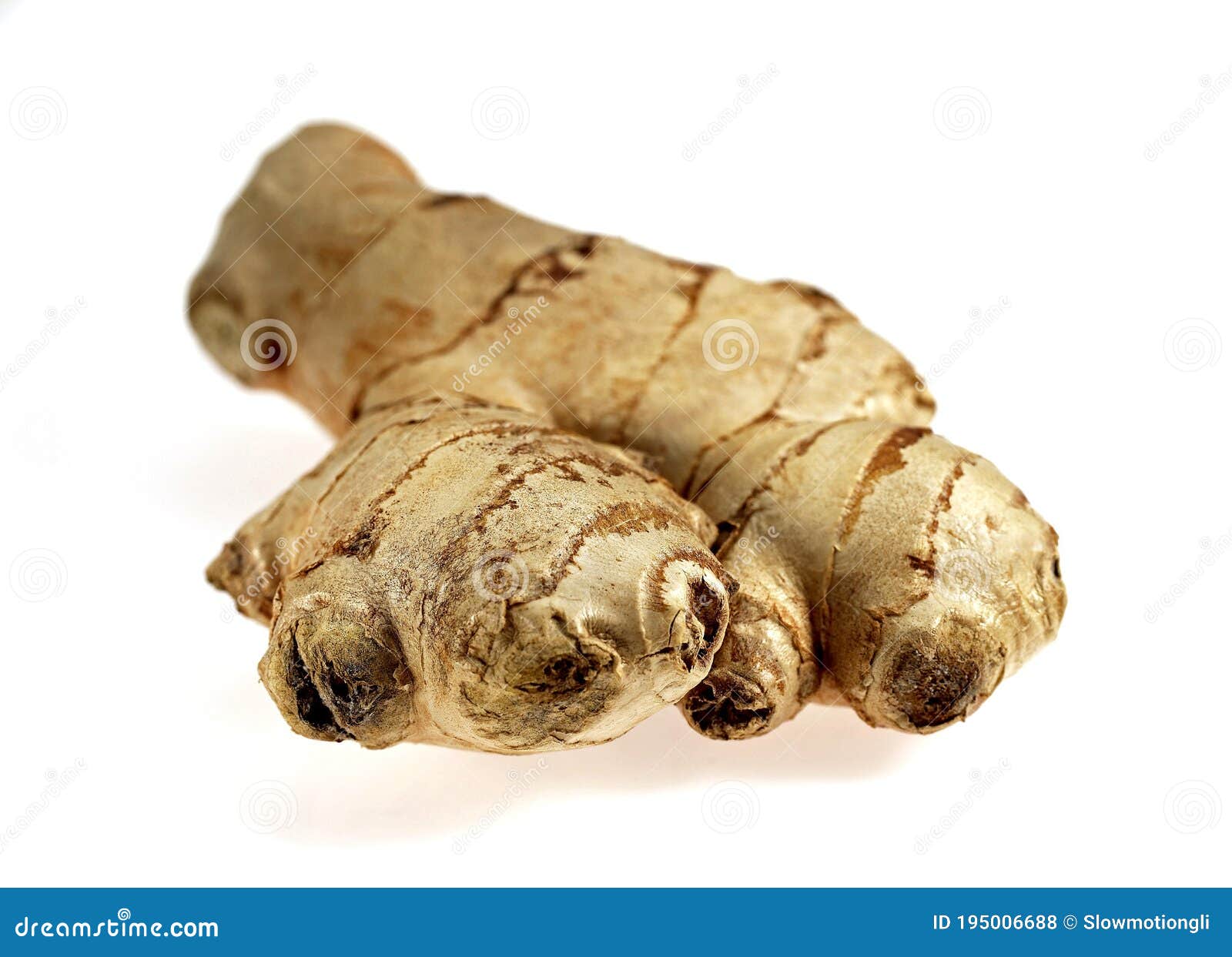 GINGER ROOT Zingiber Officinale Stock Photo Image of zingiber