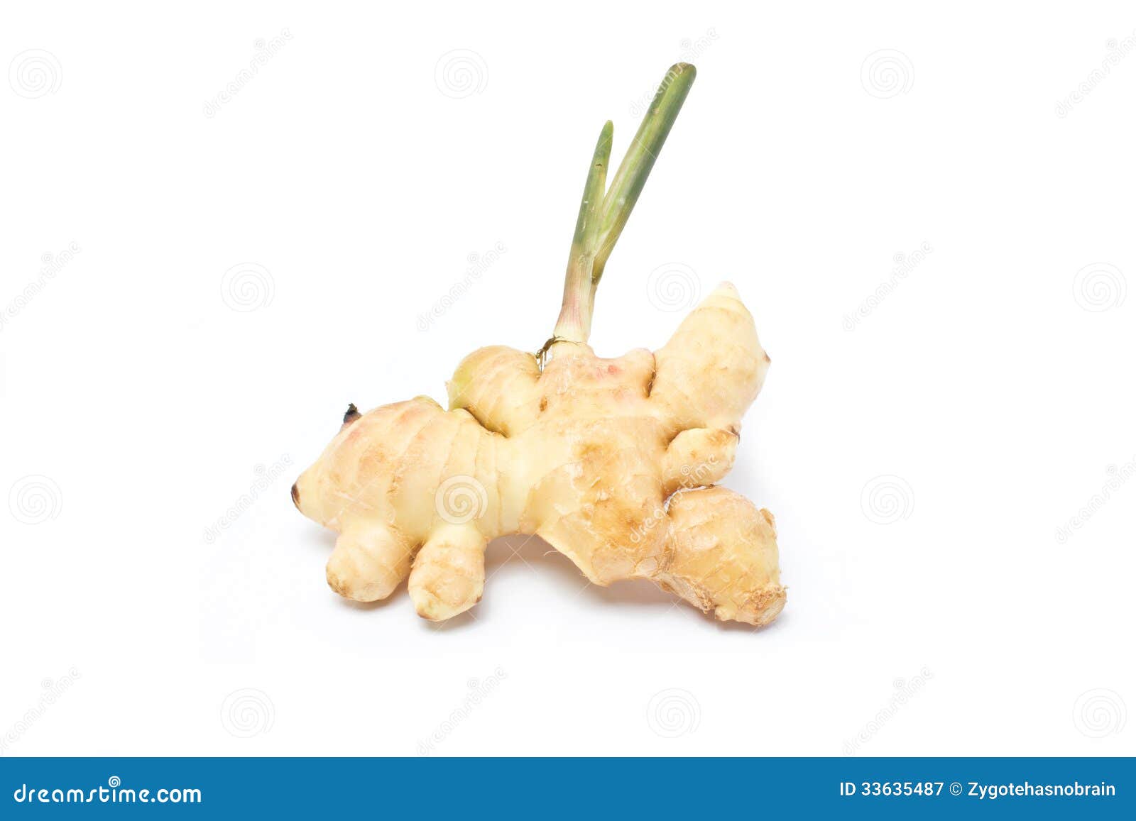 Gingers root. stock image. Image of medicine, ginger 33635487