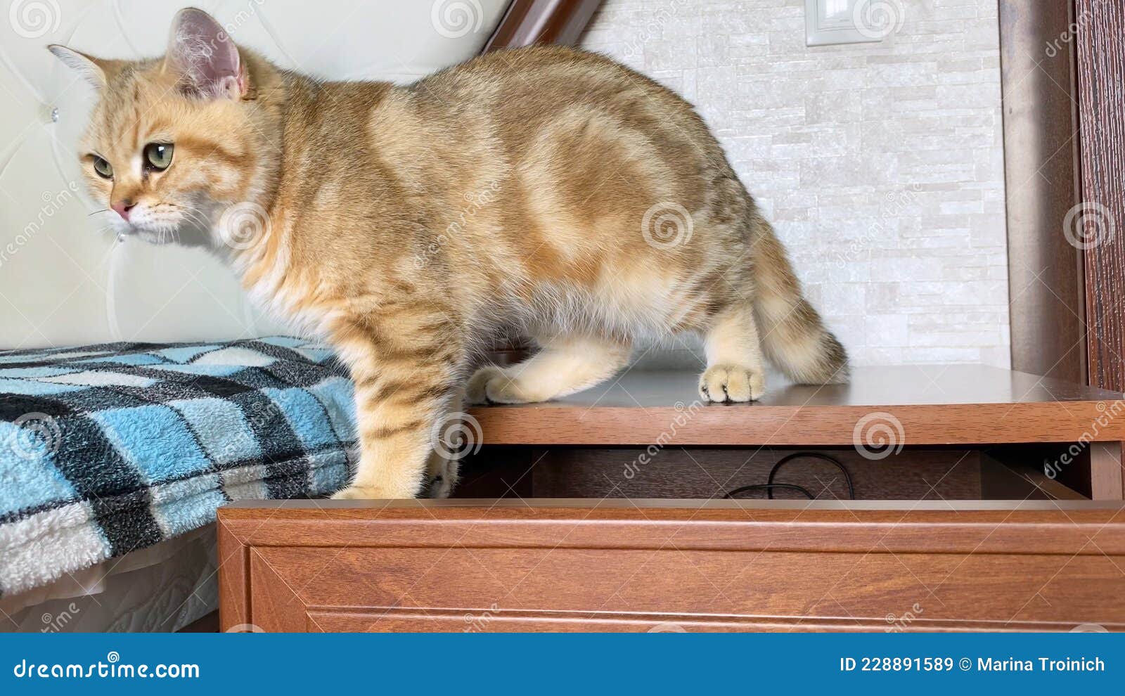 Ginger Striped Cat Playing on Bedside Table. Stock Image Image of