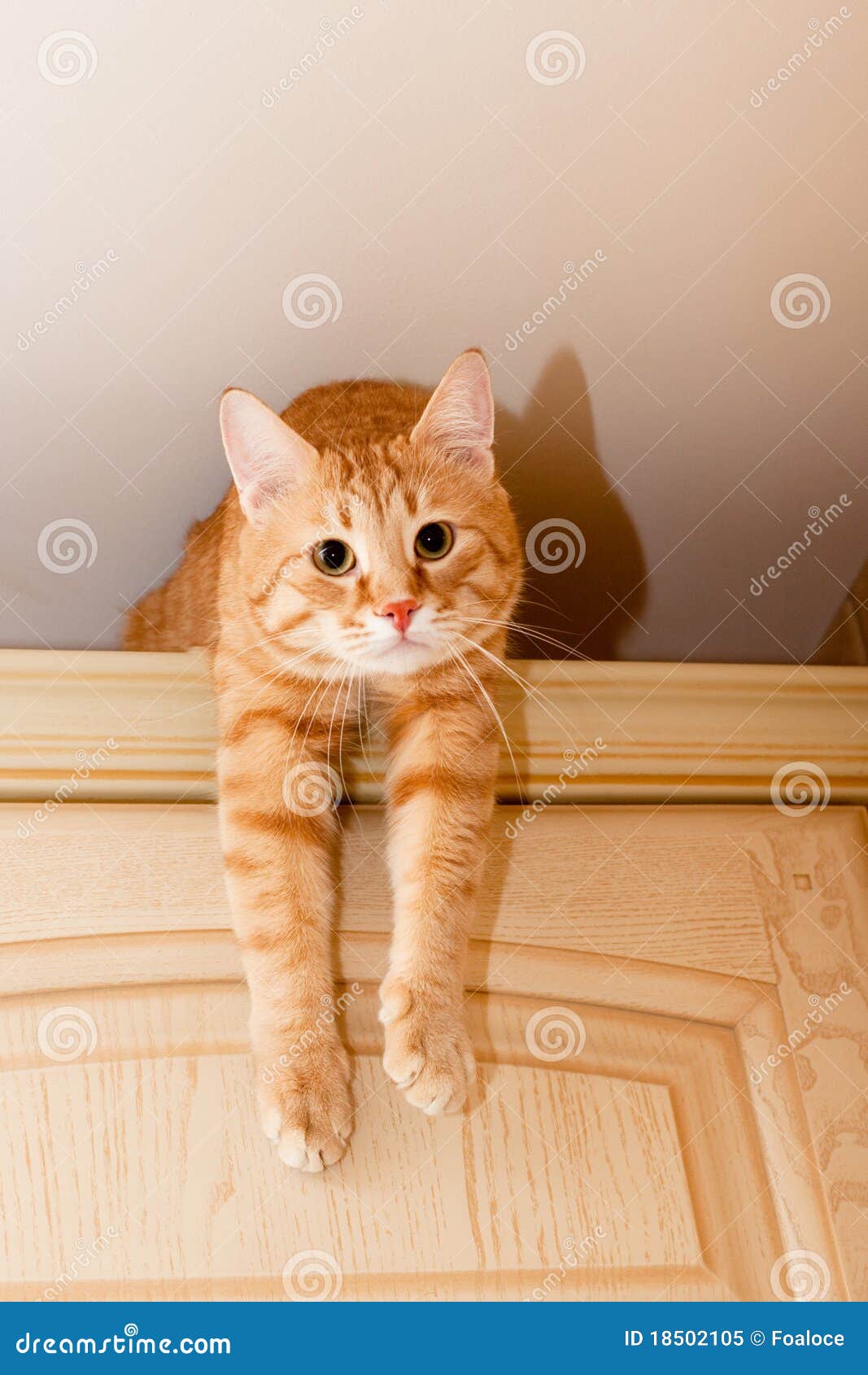Ginger Tabby Cat Stock Image 18502105