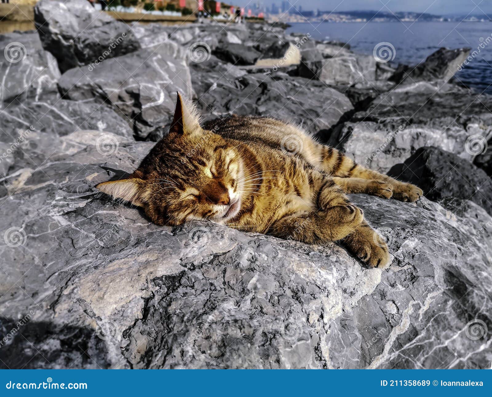 https://thumbs.dreamstime.com/z/ginger-tabby-cat-basking-sun-lying-gray-boulders-embankment-bosphorus-istanbul-turkey-portrait-happy-homeless-211358689.jpg
