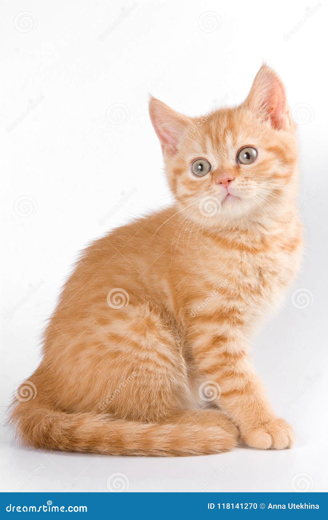 Ginger tabby kitten stock photo. Image of carnivore 118141270