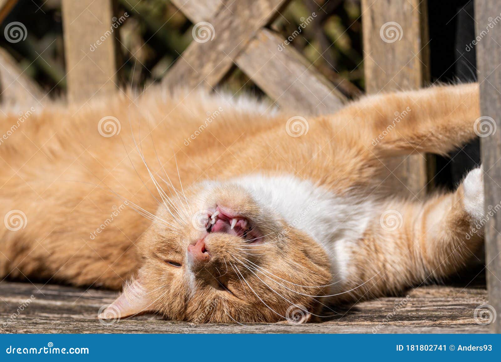 Ginger Tom Cat Sunbathing on Wooden Bench Stock Image - Image of orange ...