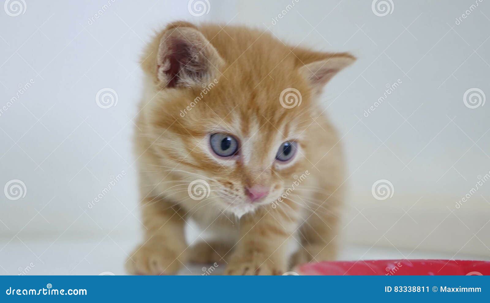 Ginger Video Kitten Drinking Milk from a Saucer Stock Image Image of