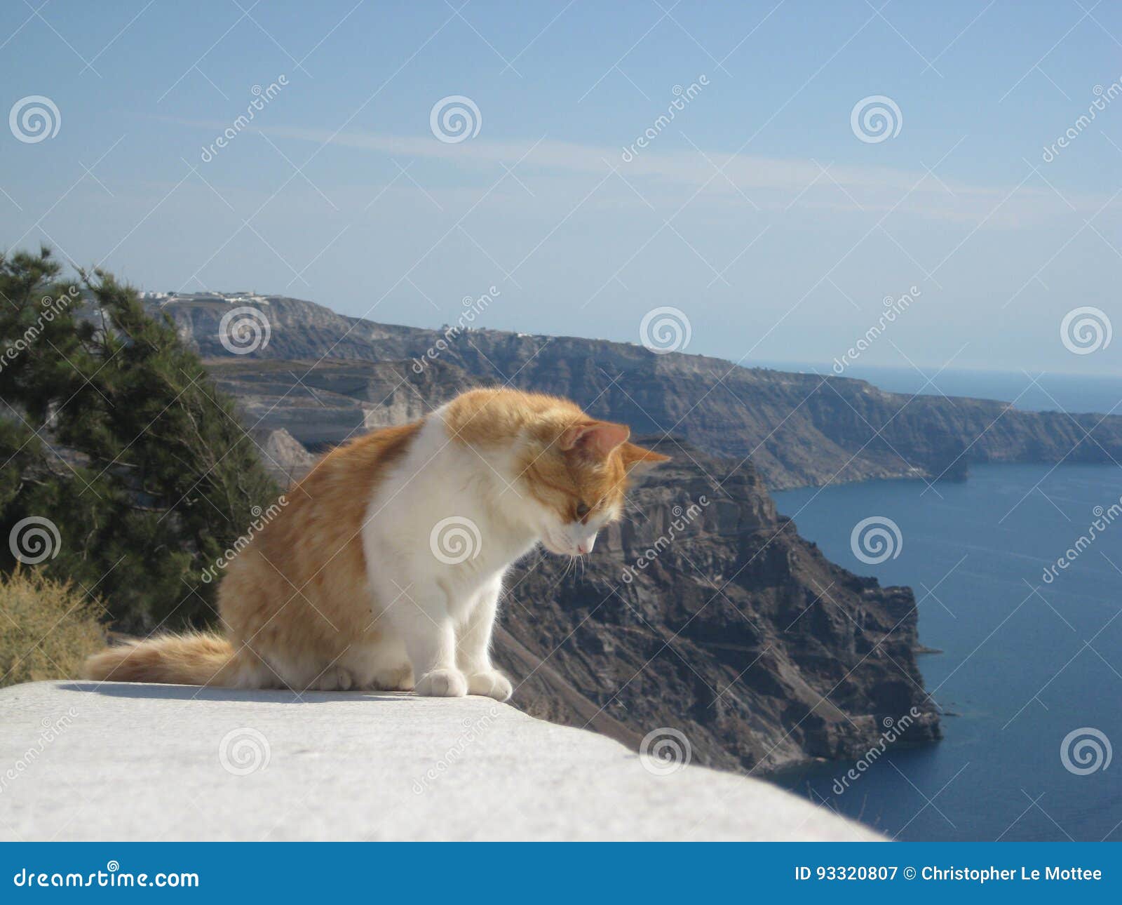 ginger and white cat peaking over a wall in santorini, greece