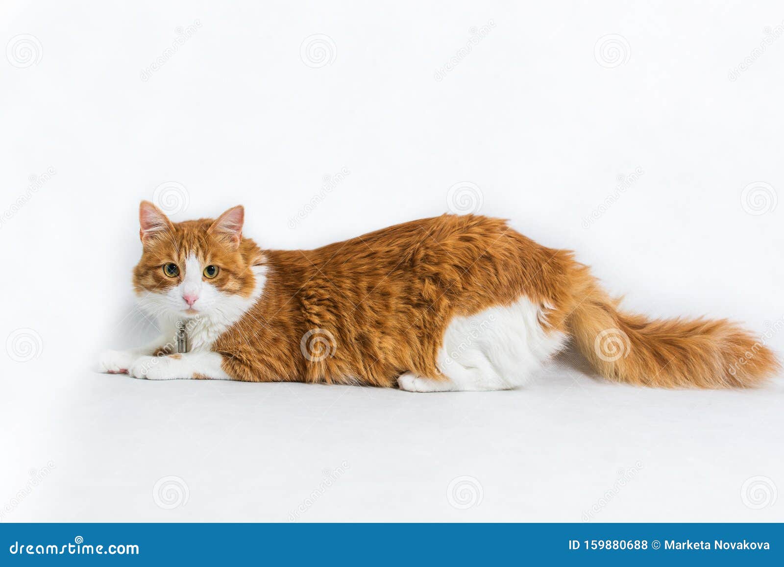 Ginger White Longhair Cat On White Background With Name Box On The Neck Stock Photo Image Of Creature Studio