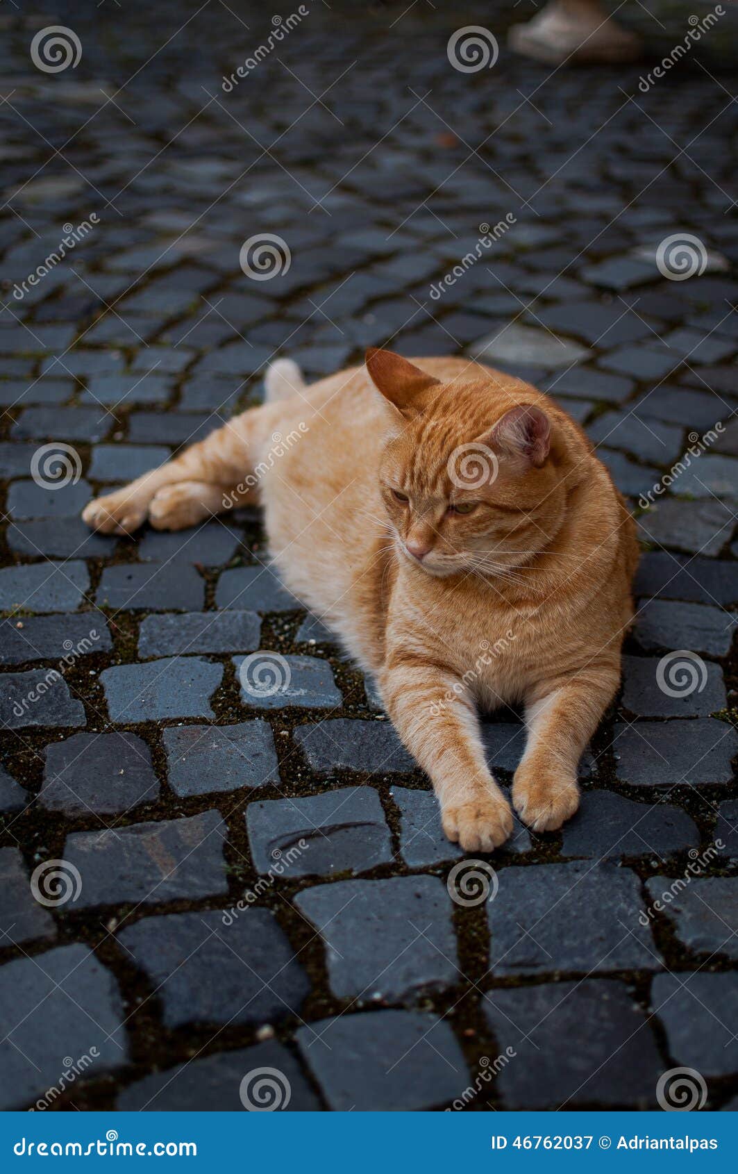 Ginger yellow cat portrait stock image. Image of portrait 46762037