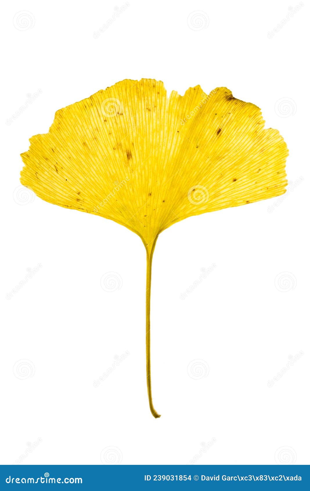 gingko biloba autumn leaf  on white