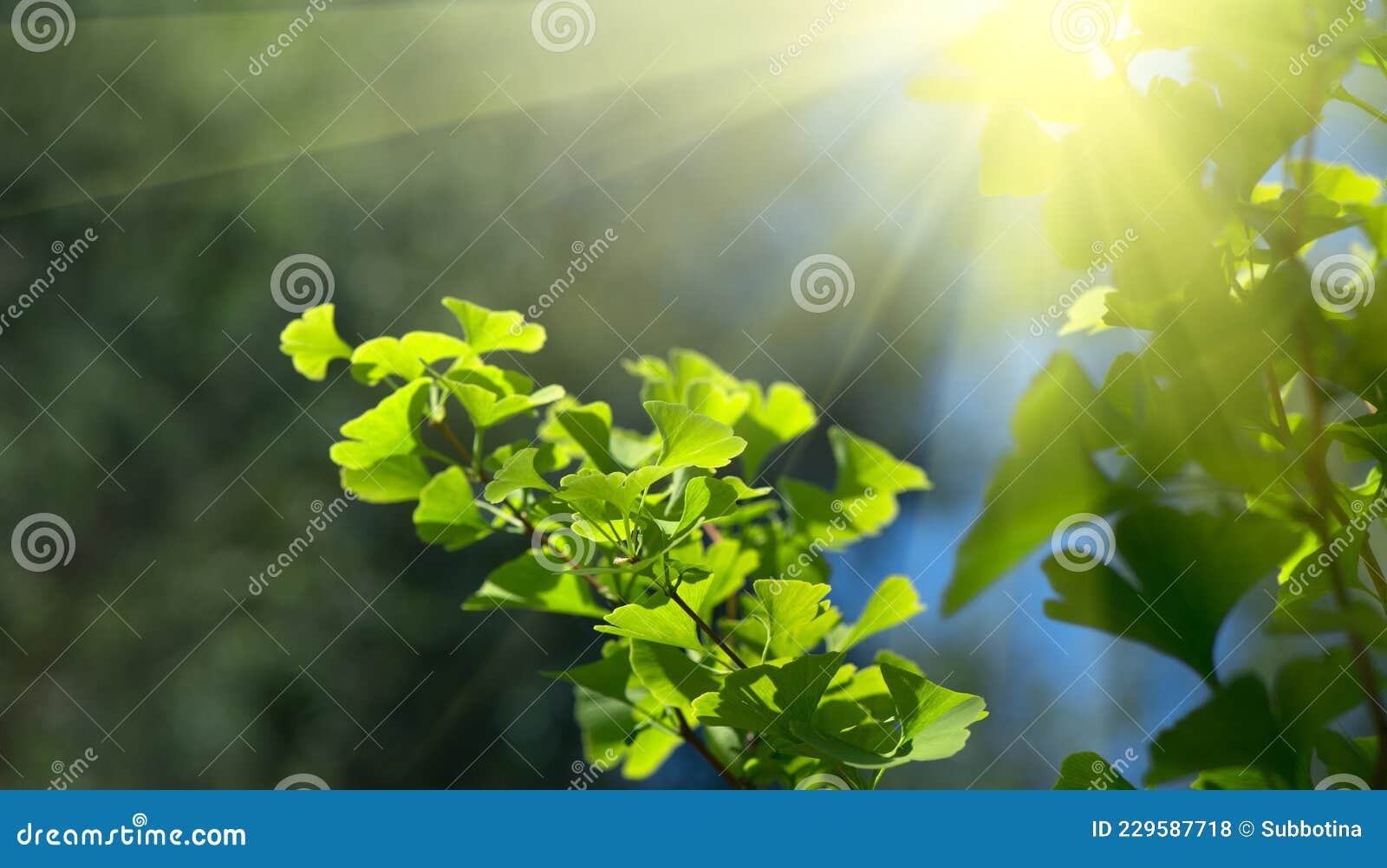 305 Sun Lite Background Stock Photos - Free & Royalty-Free Stock Photos  from Dreamstime