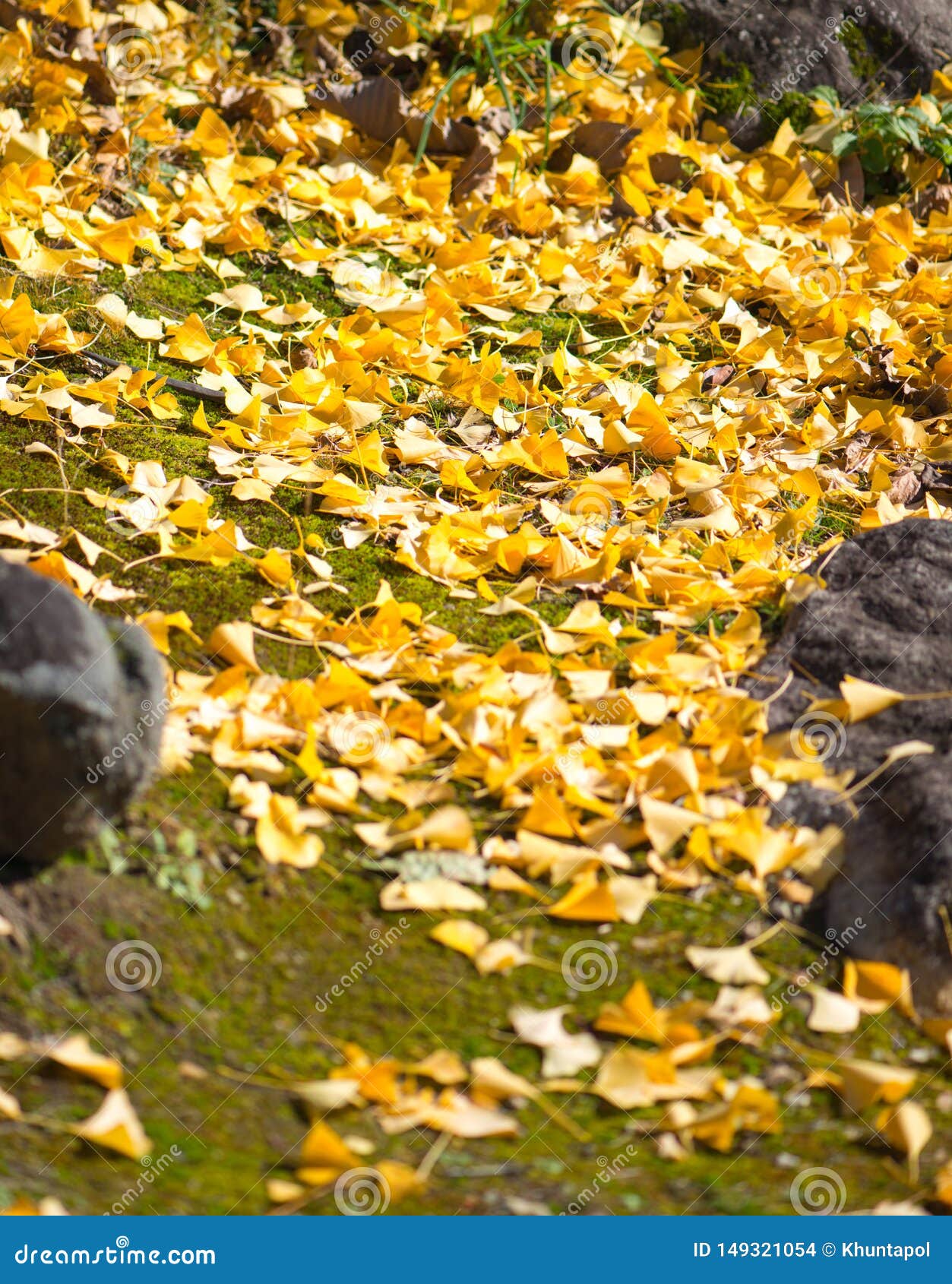 Ginkgo Leaves Falling On Grass Stock Photo Image Of Plant Forest 149321054