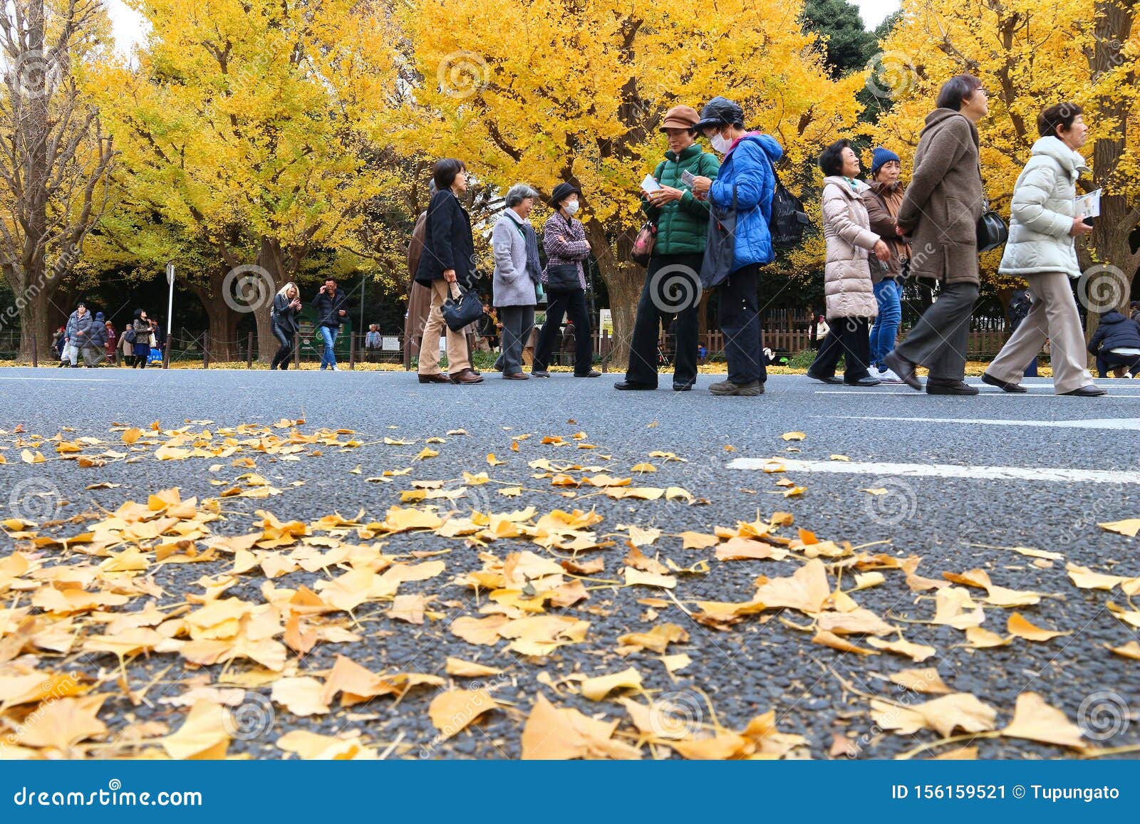 Ginkgo Avenue Tokyo Editorial Photo Image Of Boulevard Ginkgo Avenue Tokyo Editorial Photo Image Of Boulevard