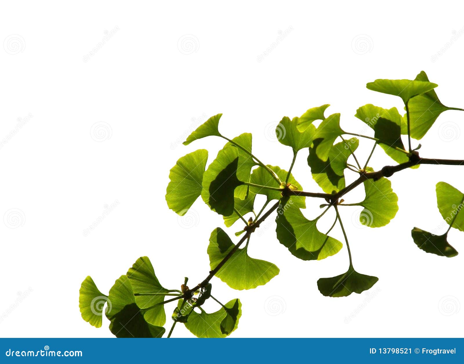 Ginkgo biloba stock image. Image of color, healthcare 13798521