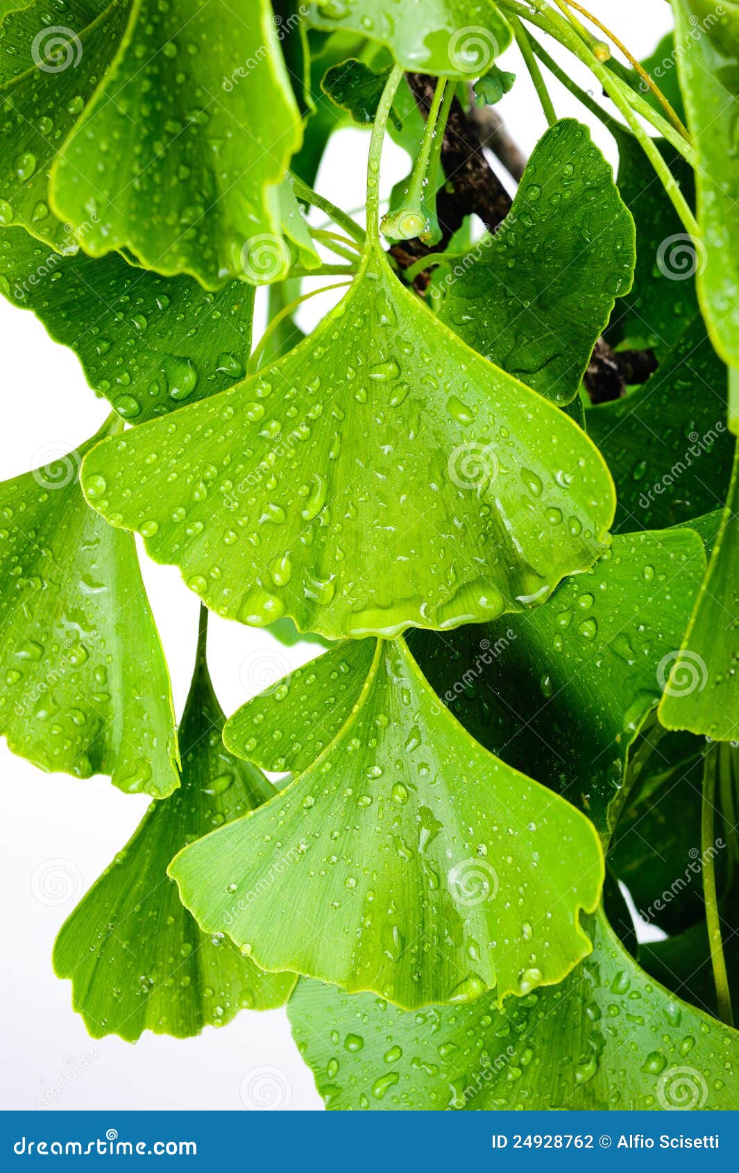 Ginkgo biloba stock photo. Image of healthcare, herb 24928762
