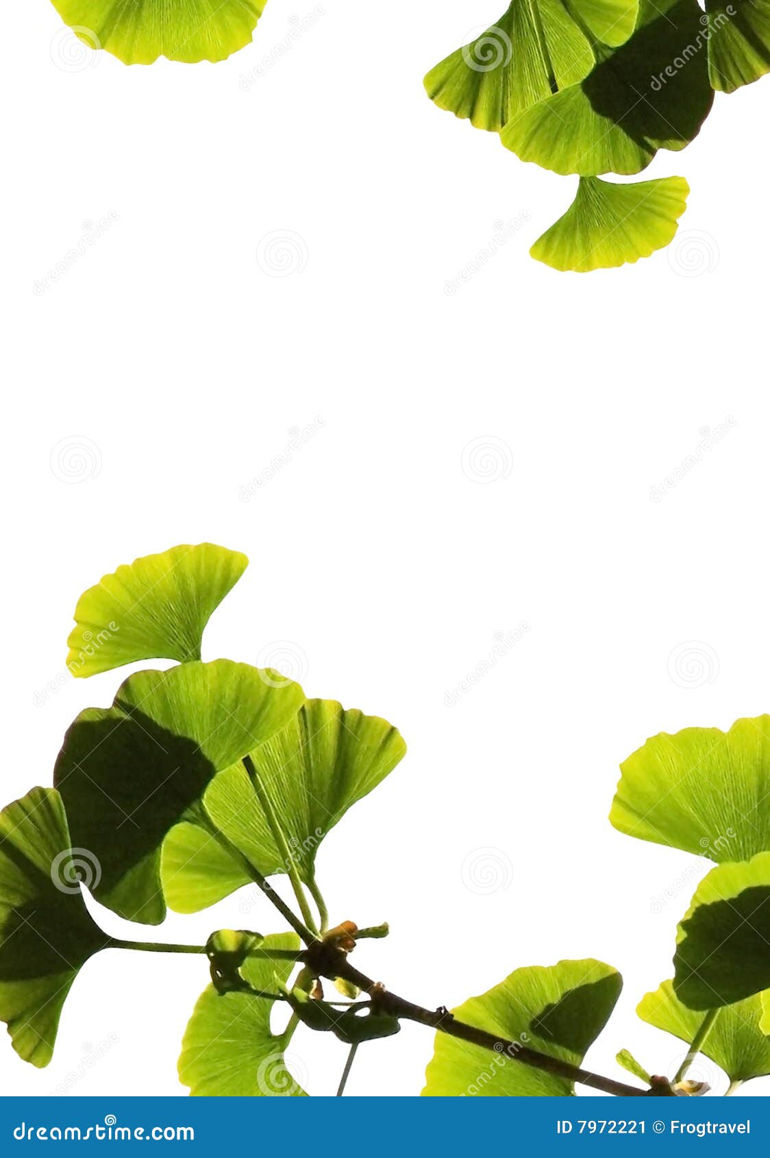 Ginkgo biloba stock image. Image of biloba, homeopathy 7972221