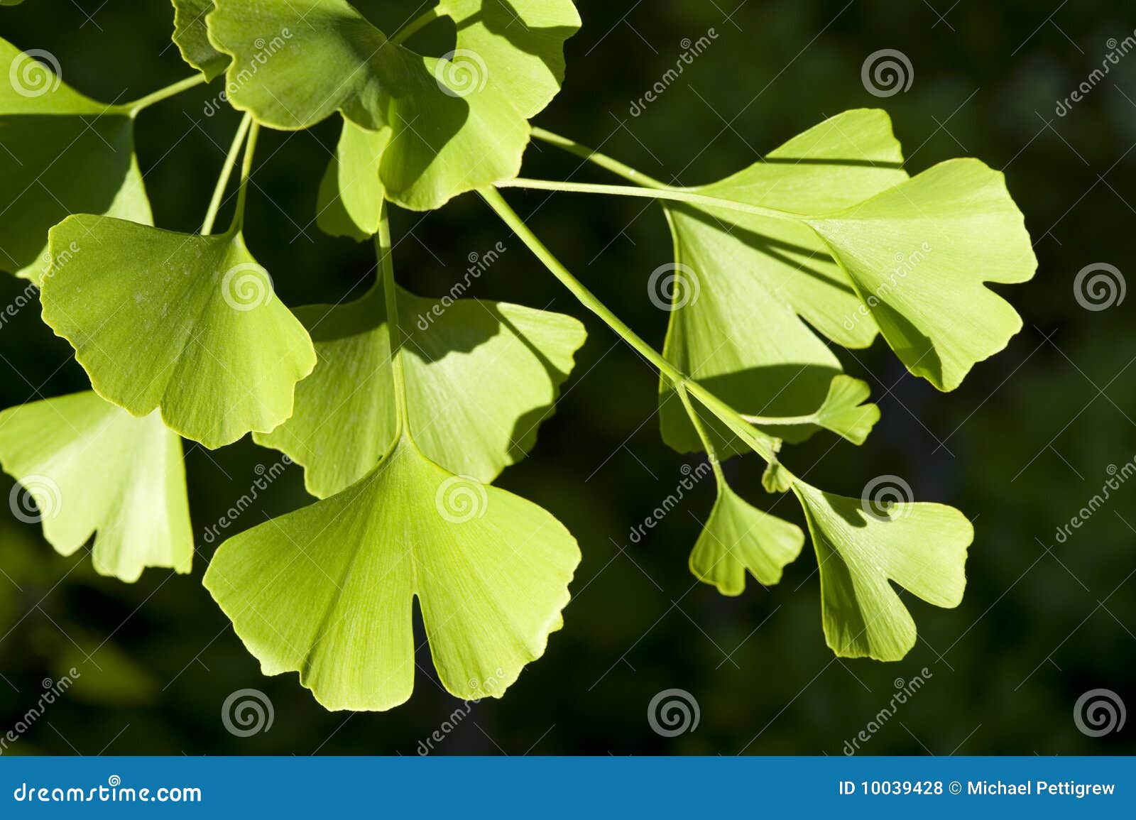 Ginkgo Biloba Baum stockfoto. Bild von baum, blatt, ginkgo 10039428