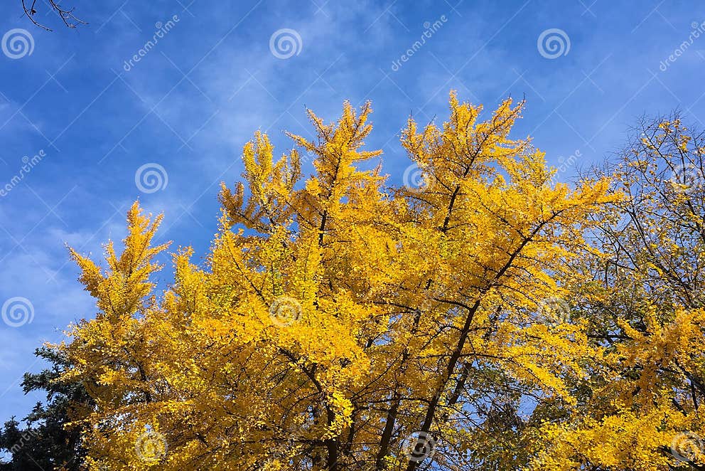 Ginkgo Biloba Baum Mit Gelben Blättern an Der Herbstsaison Stockbild