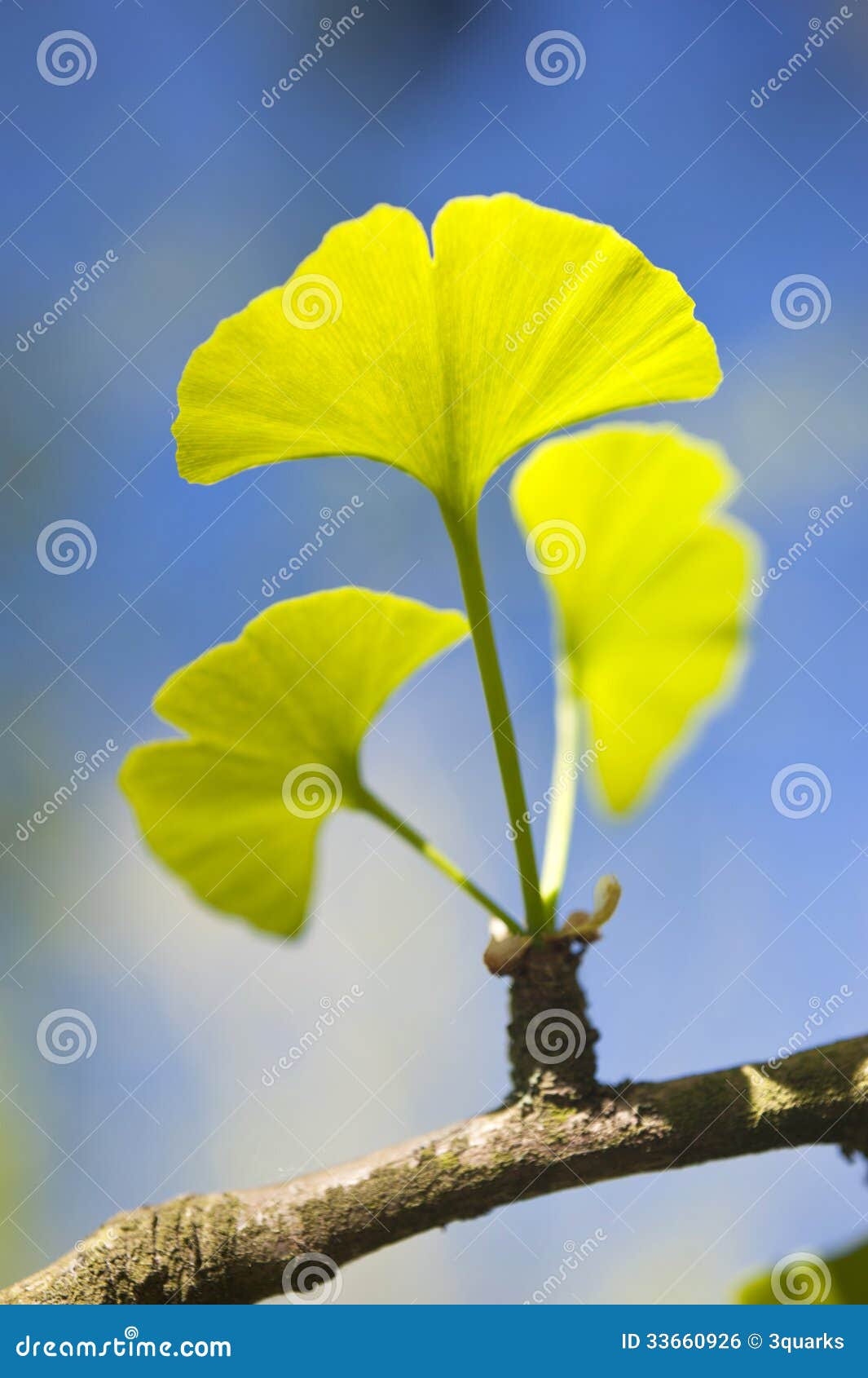 Ginkgo Biloba stock photo. Image of blue, biology, tree 33660926