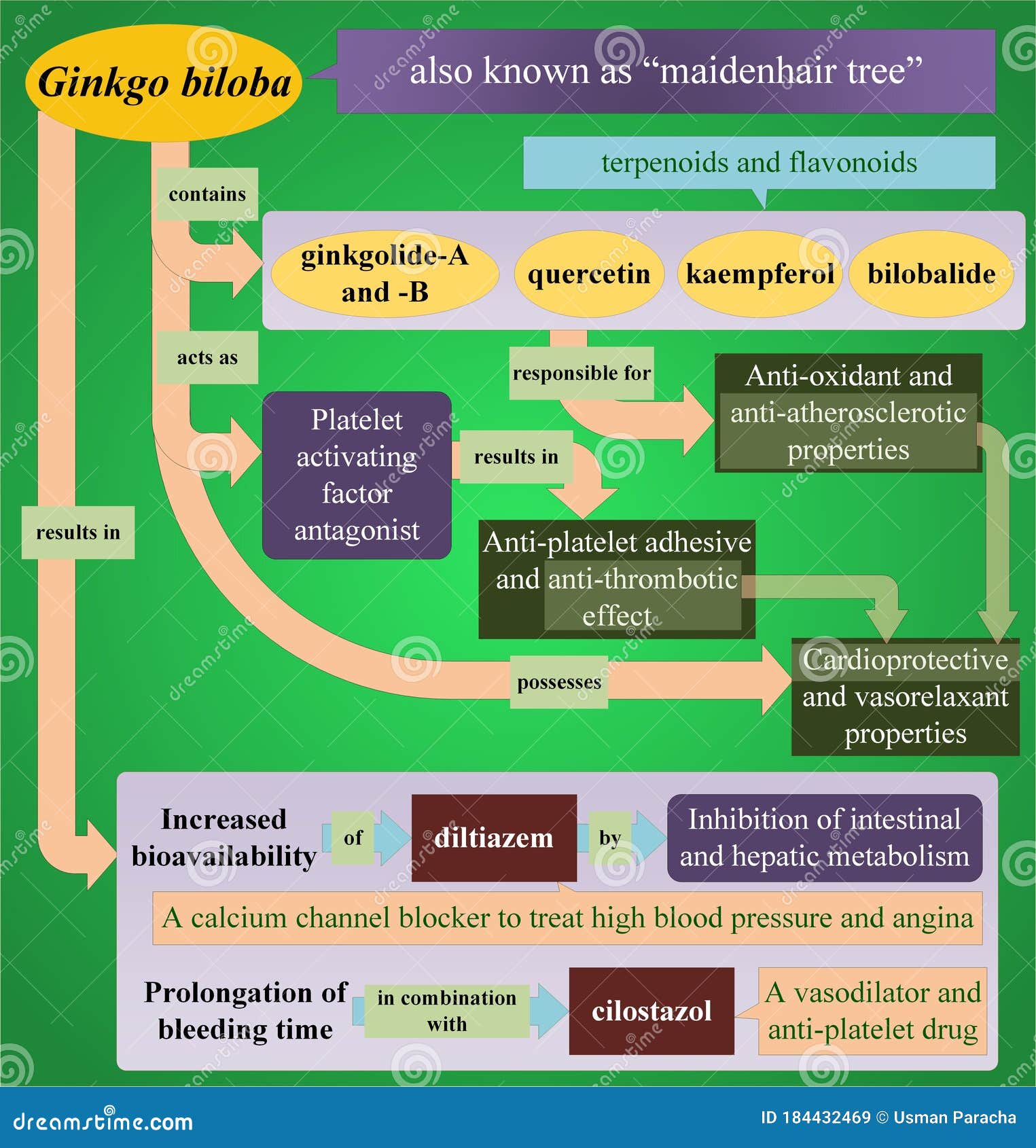 Ginkgo Biloba And Drug Interactions RoyaltyFree Stock Photography