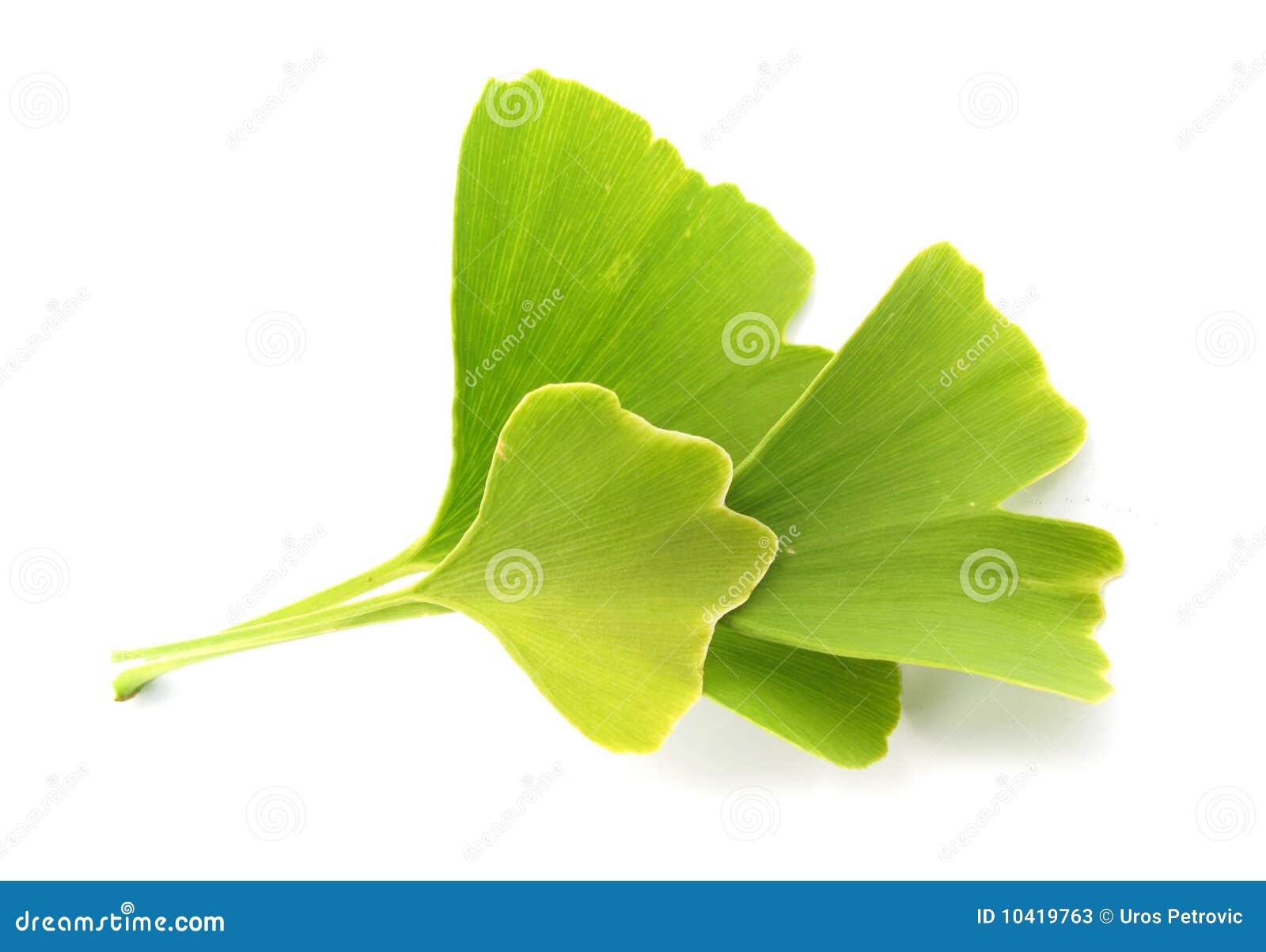 ginkgo biloba green leaves