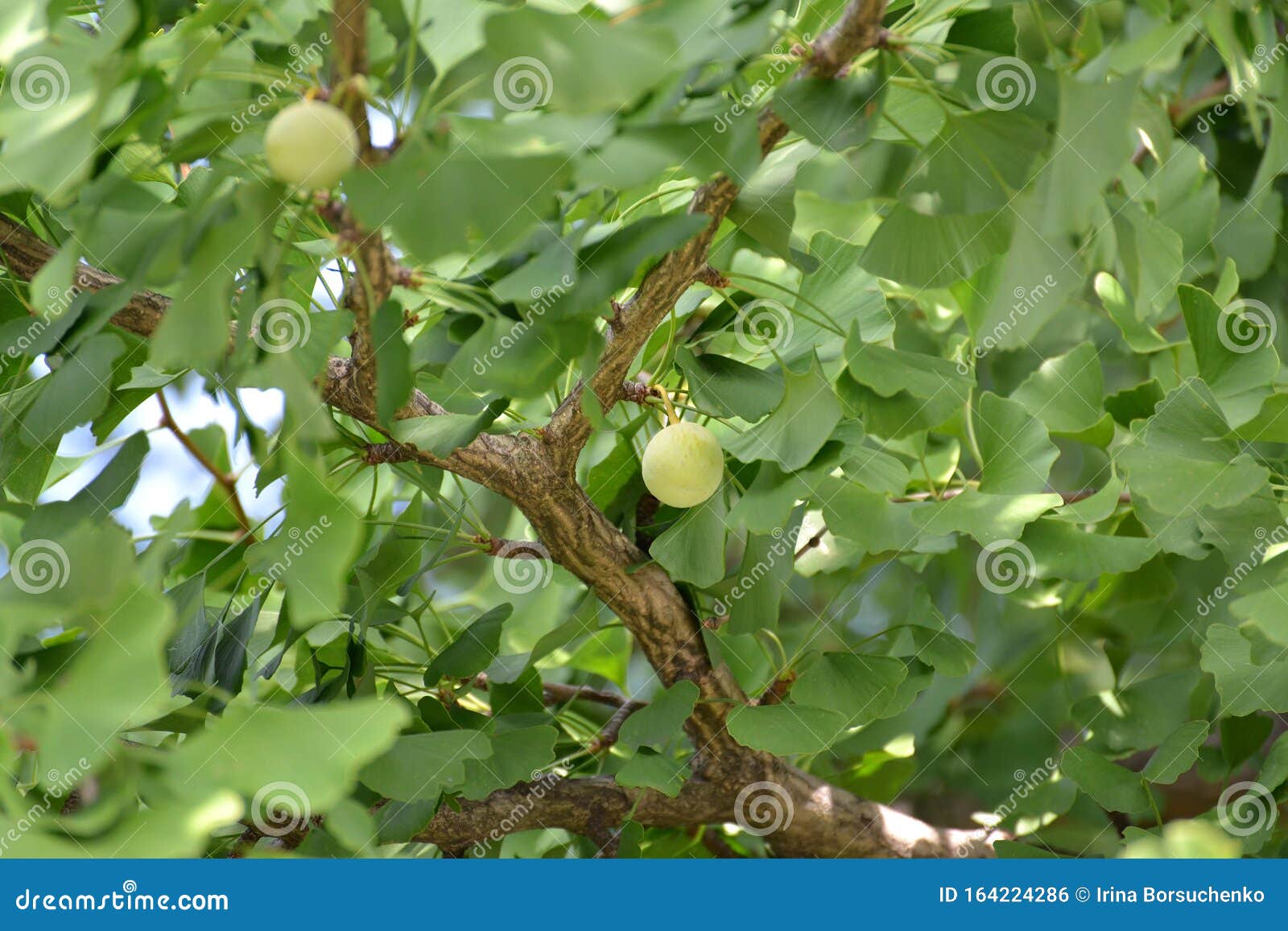 niet Aanzienlijk Tientallen Ginkgo Biloba L. Fruit among Foliage Stock Photo - Image of fall, leaf:  164224286