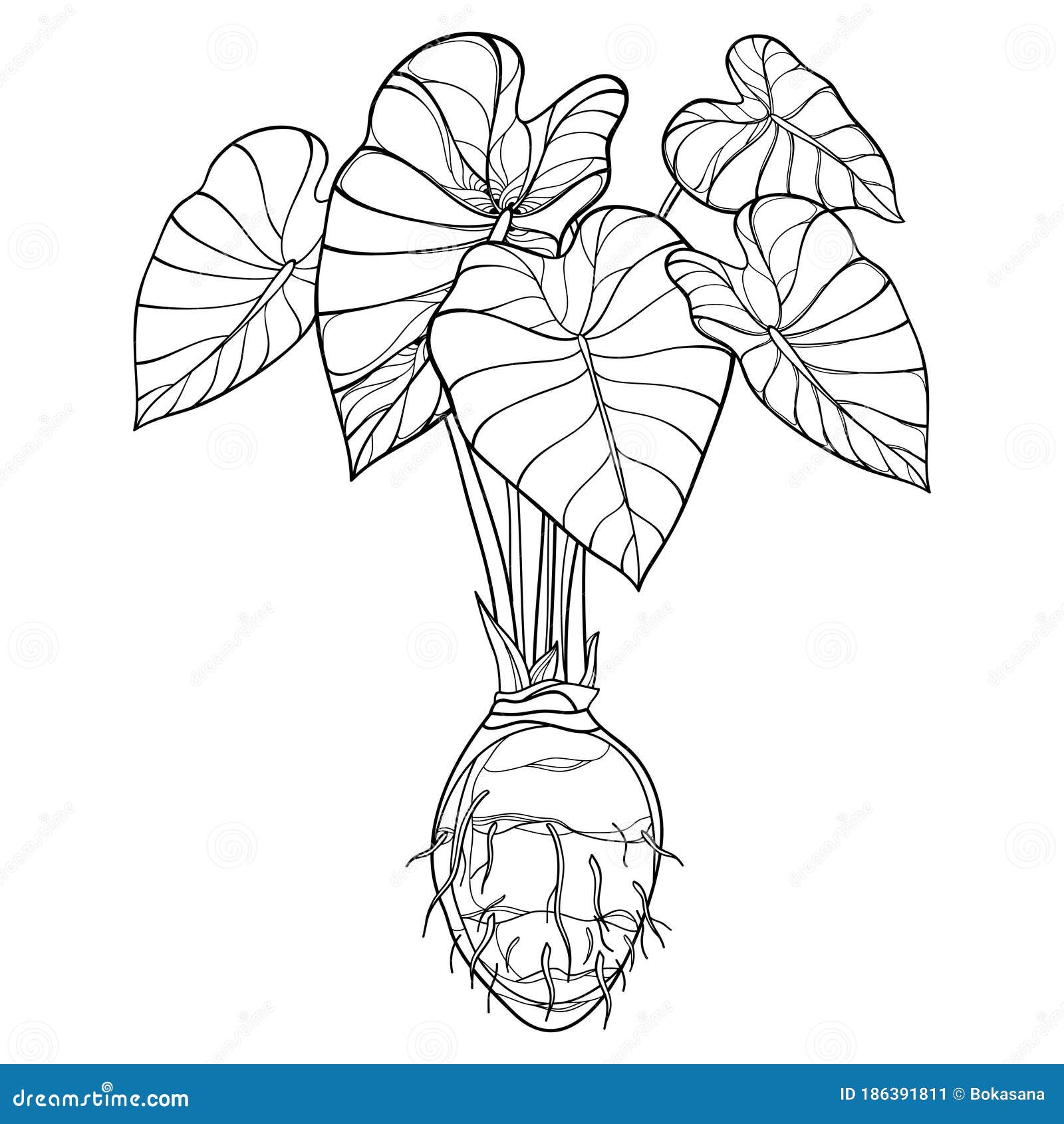  bush of outline tropical plant colocasia esculenta or or taro leaf bunch with corm in black  on white.