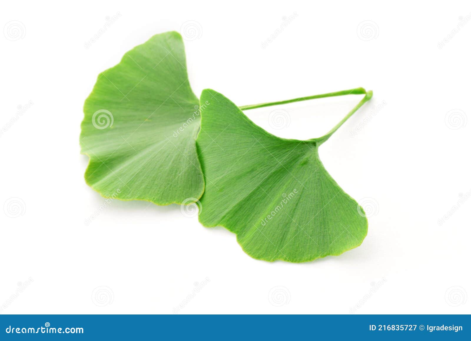 Ginkgo Biloba Leaf Closed Up Isolated on White Stock Image Image of
